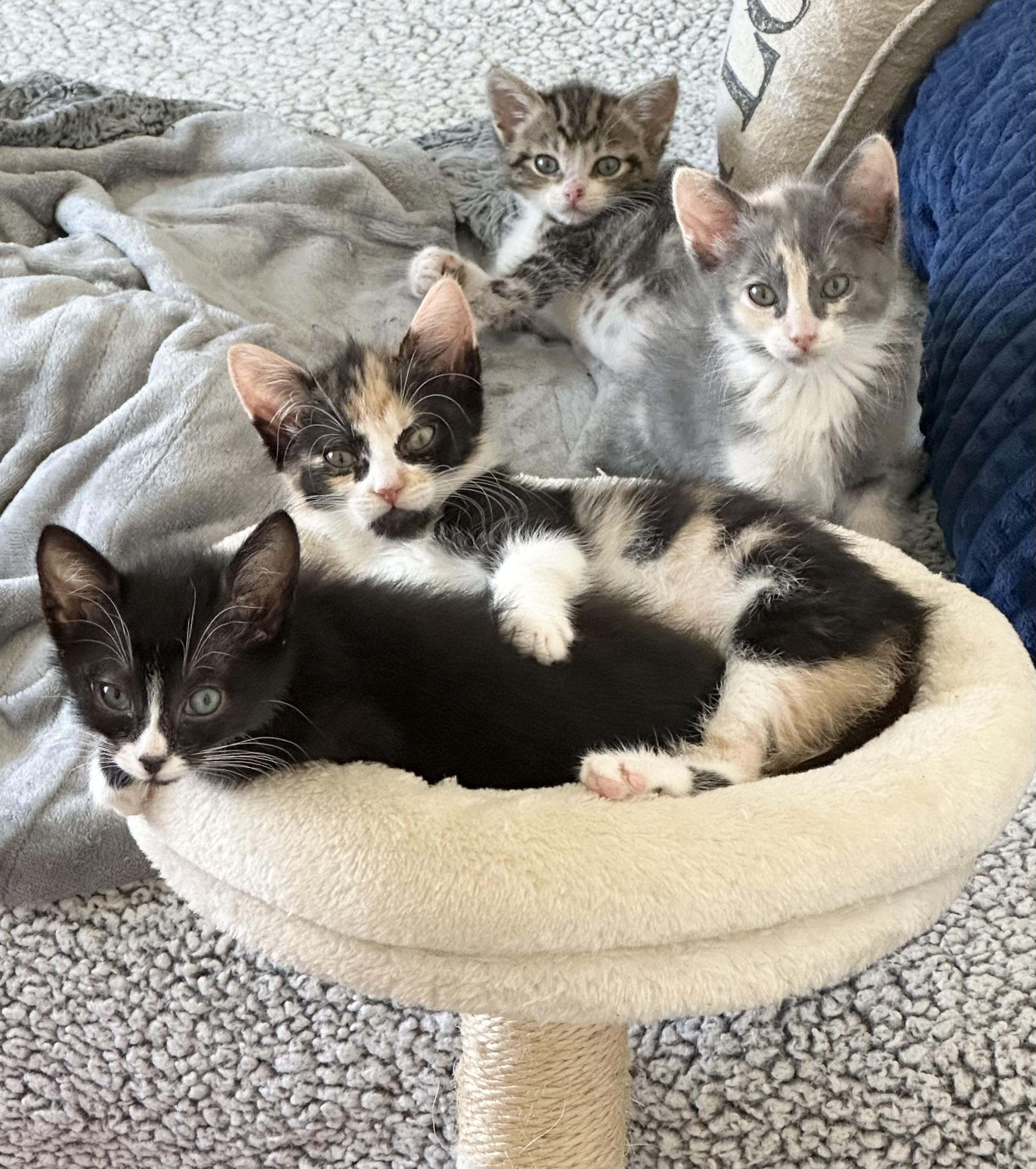 Maggie, a ADOPTABLE Domestic Medium Hair in HUNTINGTON BEACH, CA image 3/6