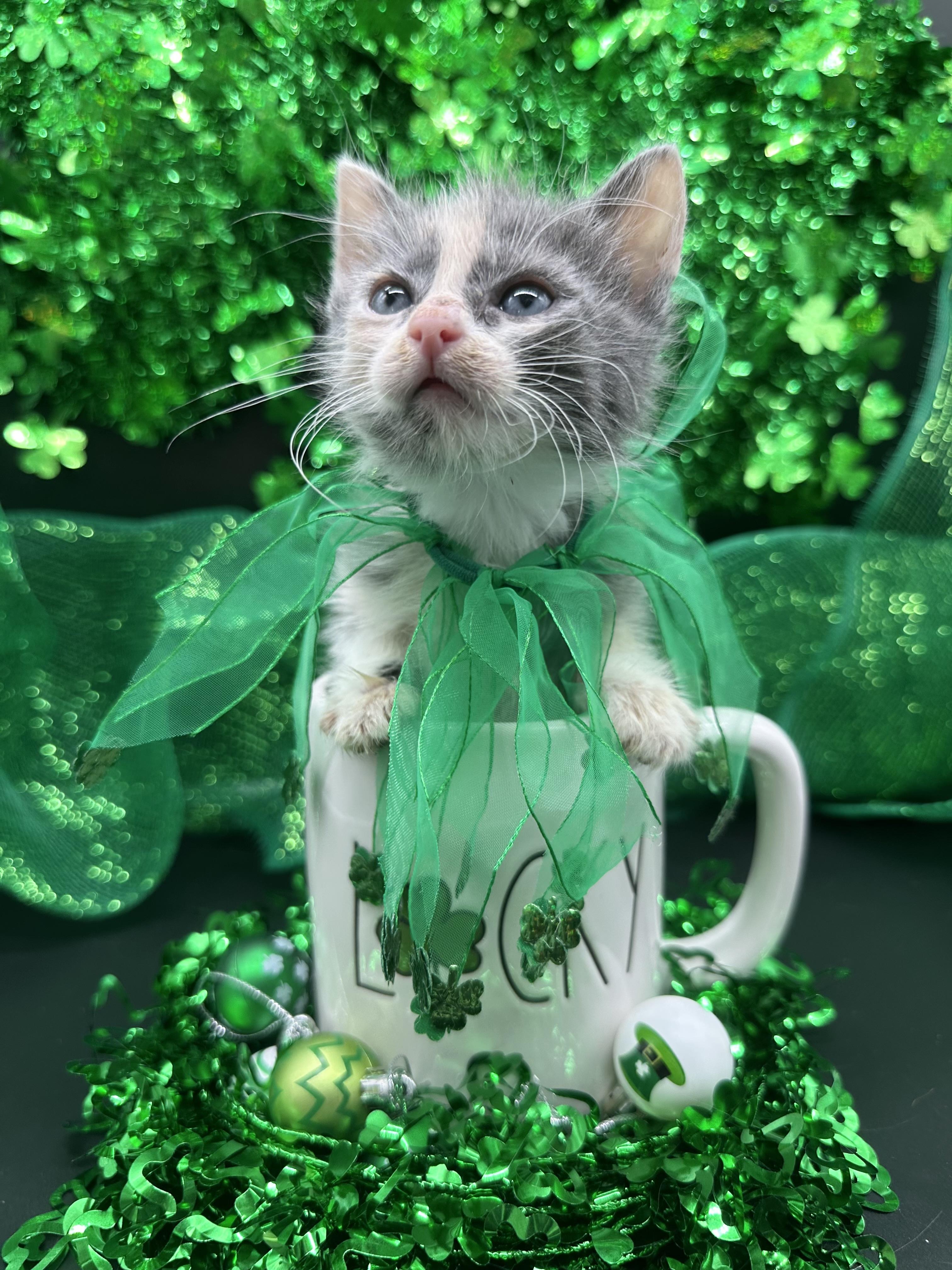 Maggie, a ADOPTABLE Domestic Medium Hair in HUNTINGTON BEACH, CA image 4/6