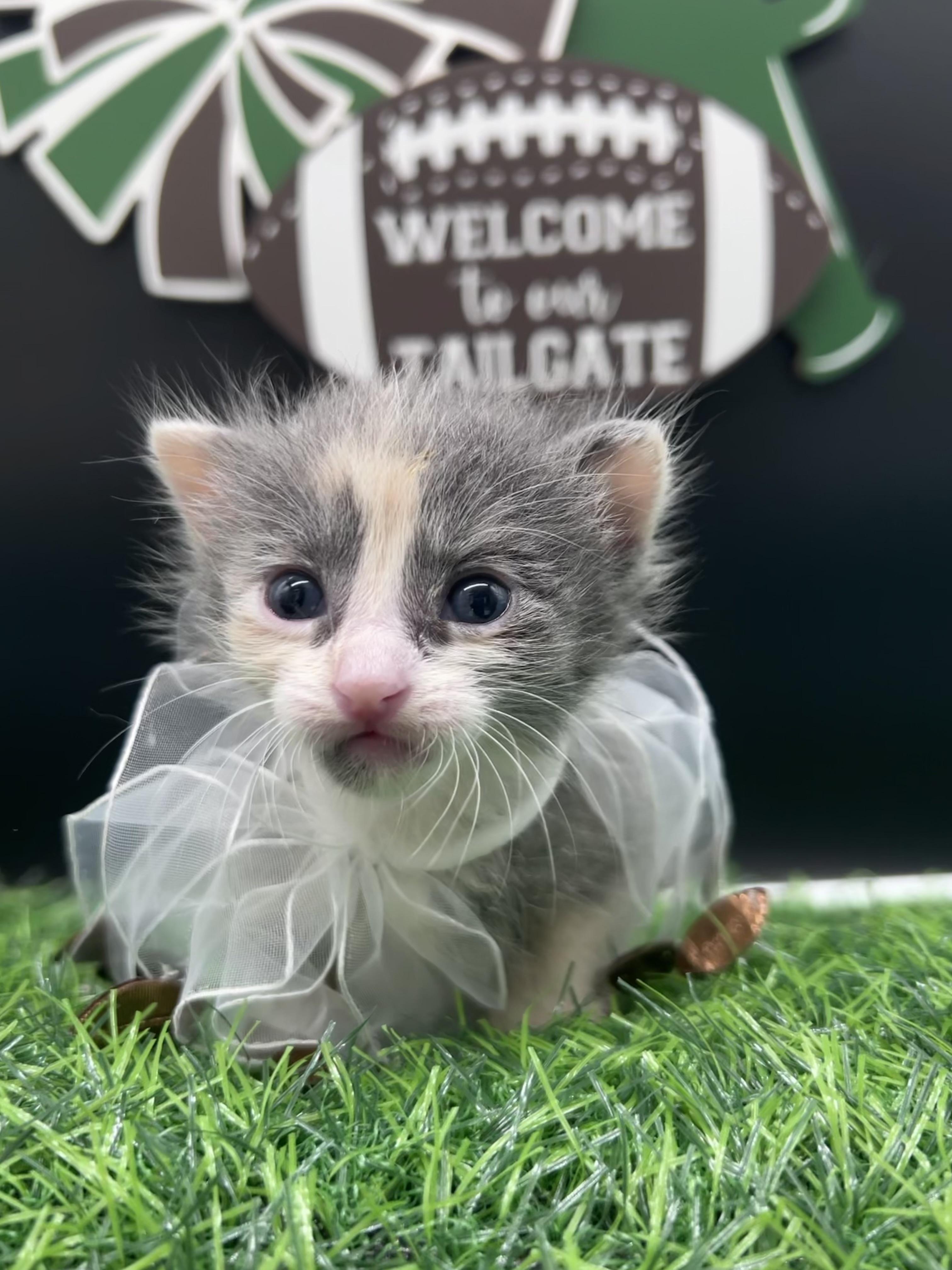 Maggie, a ADOPTABLE Domestic Medium Hair in HUNTINGTON BEACH, CA image 5/6