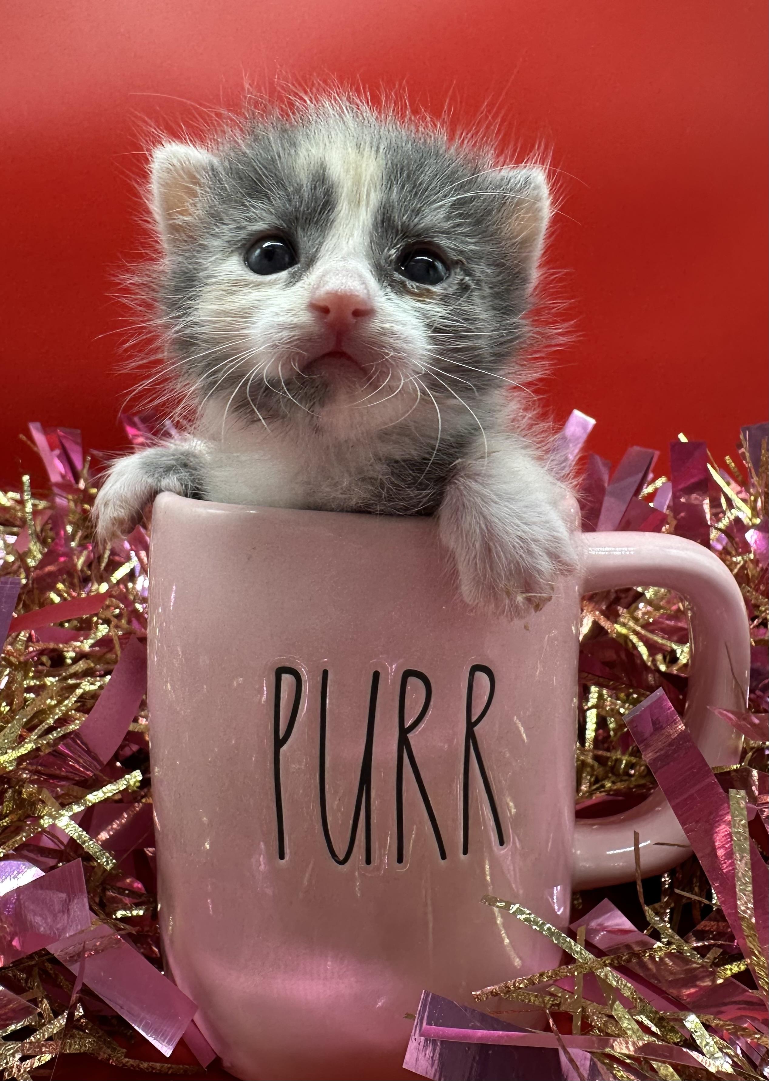 Maggie, a ADOPTABLE Domestic Medium Hair in HUNTINGTON BEACH, CA image 6/6