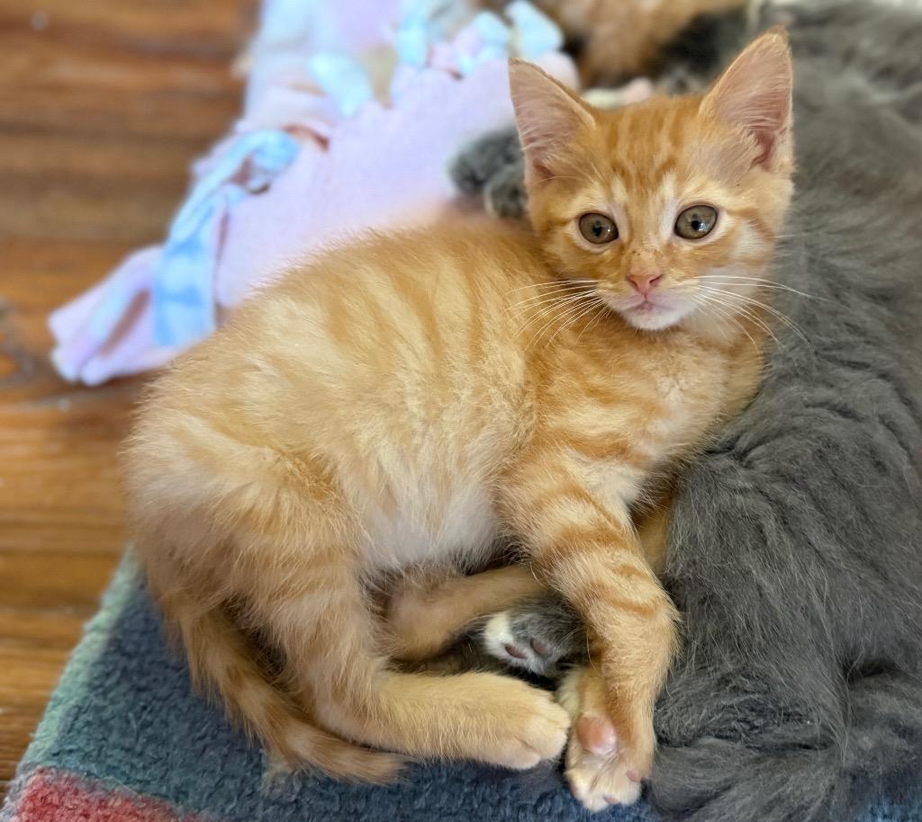 Mango, Adoptable, Kitten Male Domestic Short Hair.