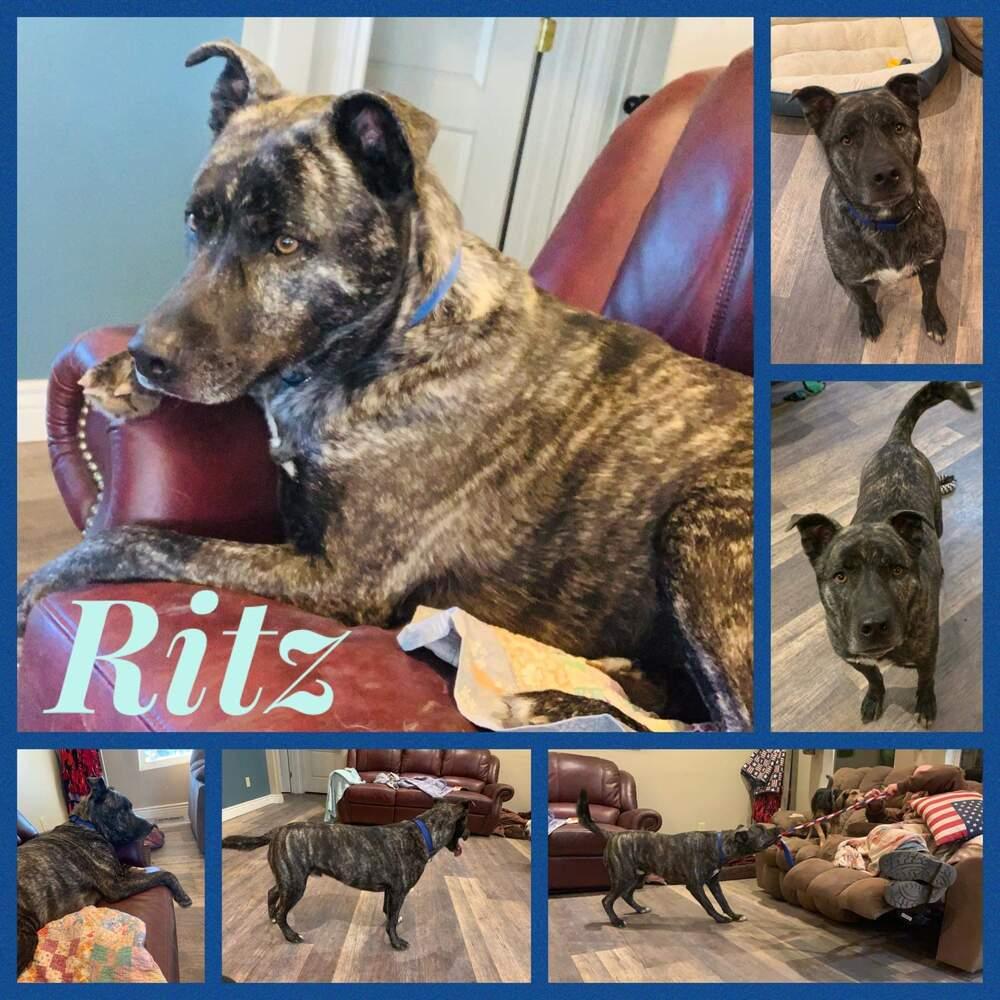 Ritz, a Adoptable mixed breed in Papillion, NE image 1/6