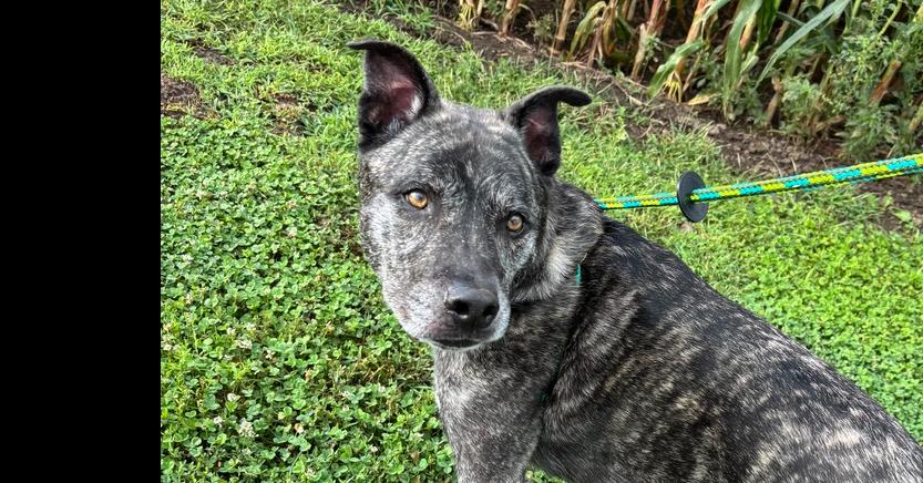 Enlarge Ritz, a Adoptable mixed breed in Papillion, NE image 5/6