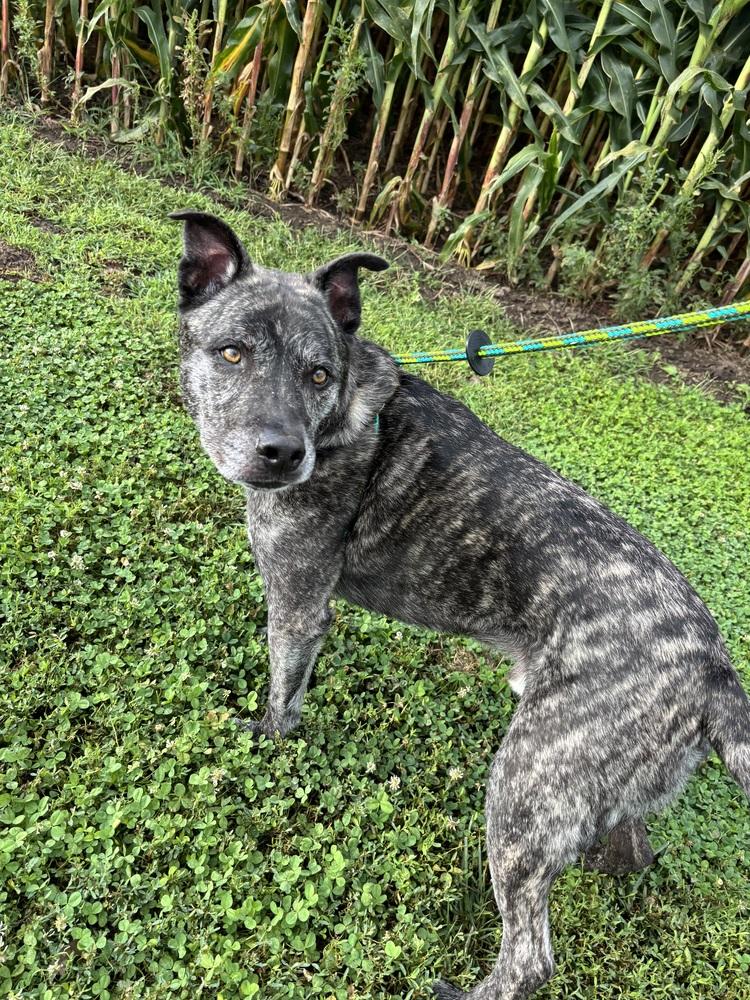 Ritz, a Adoptable mixed breed in Papillion, NE image 6/6