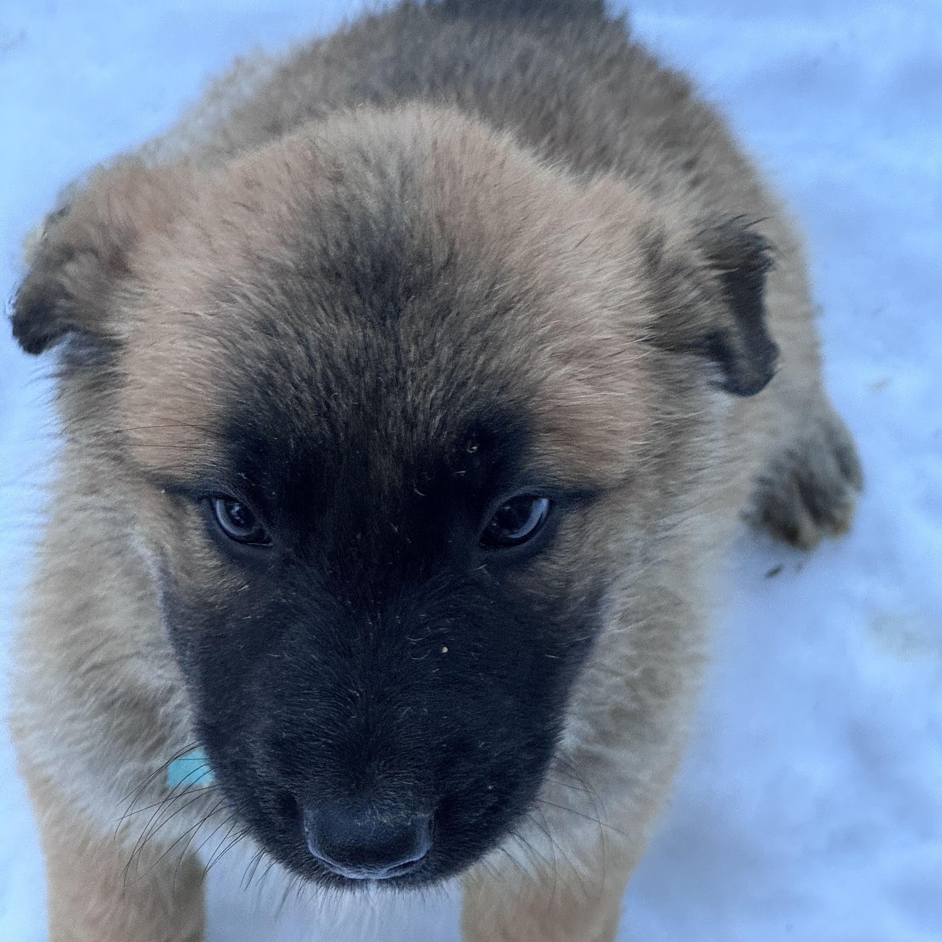 Clue , a ADOPTABLE mixed breed in Fredericksburg, VA image 1/2