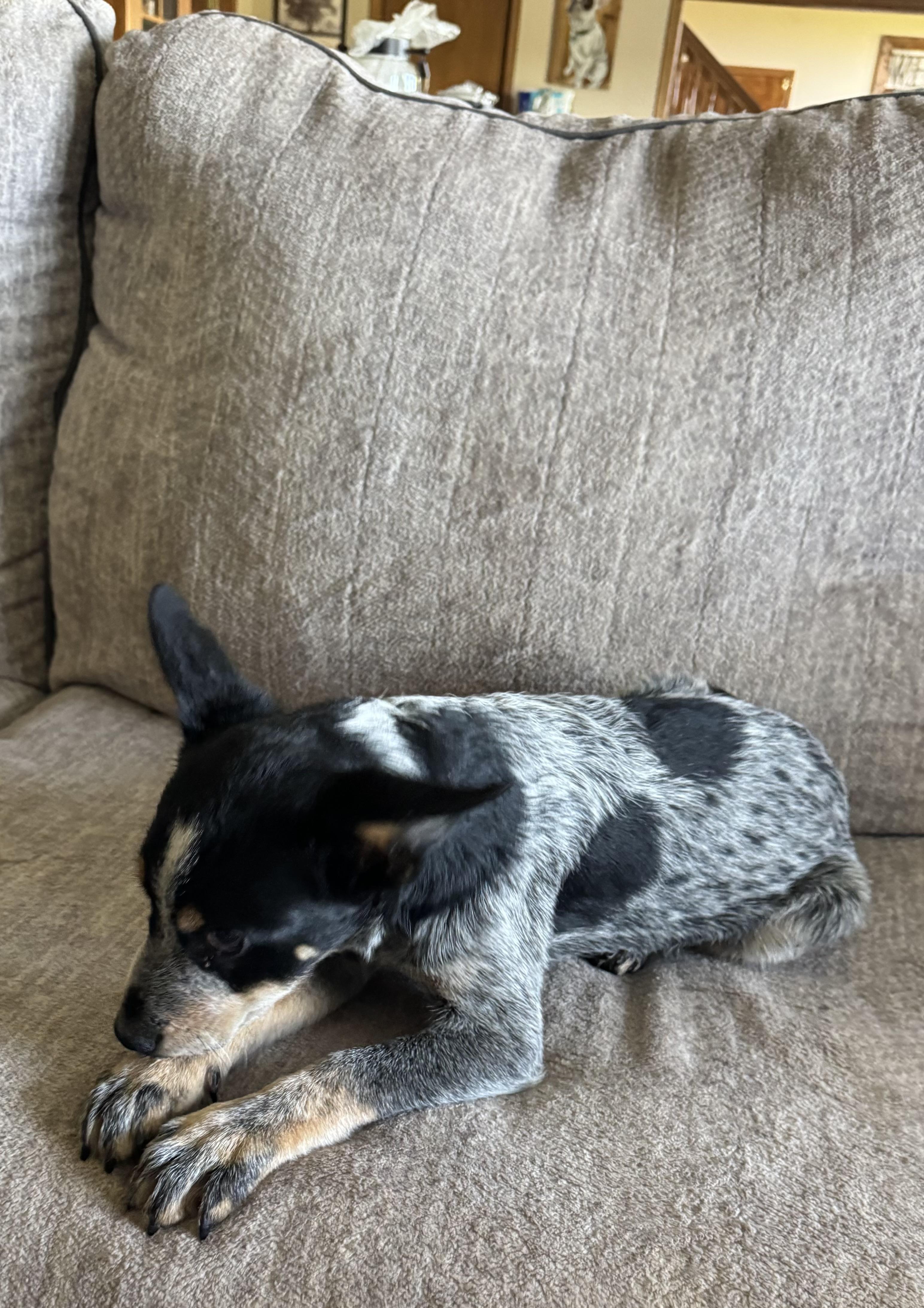 Enlarge Josh, a Adoptable Australian Cattle Dog / Blue Heeler in North Freedom, WI image 2/4