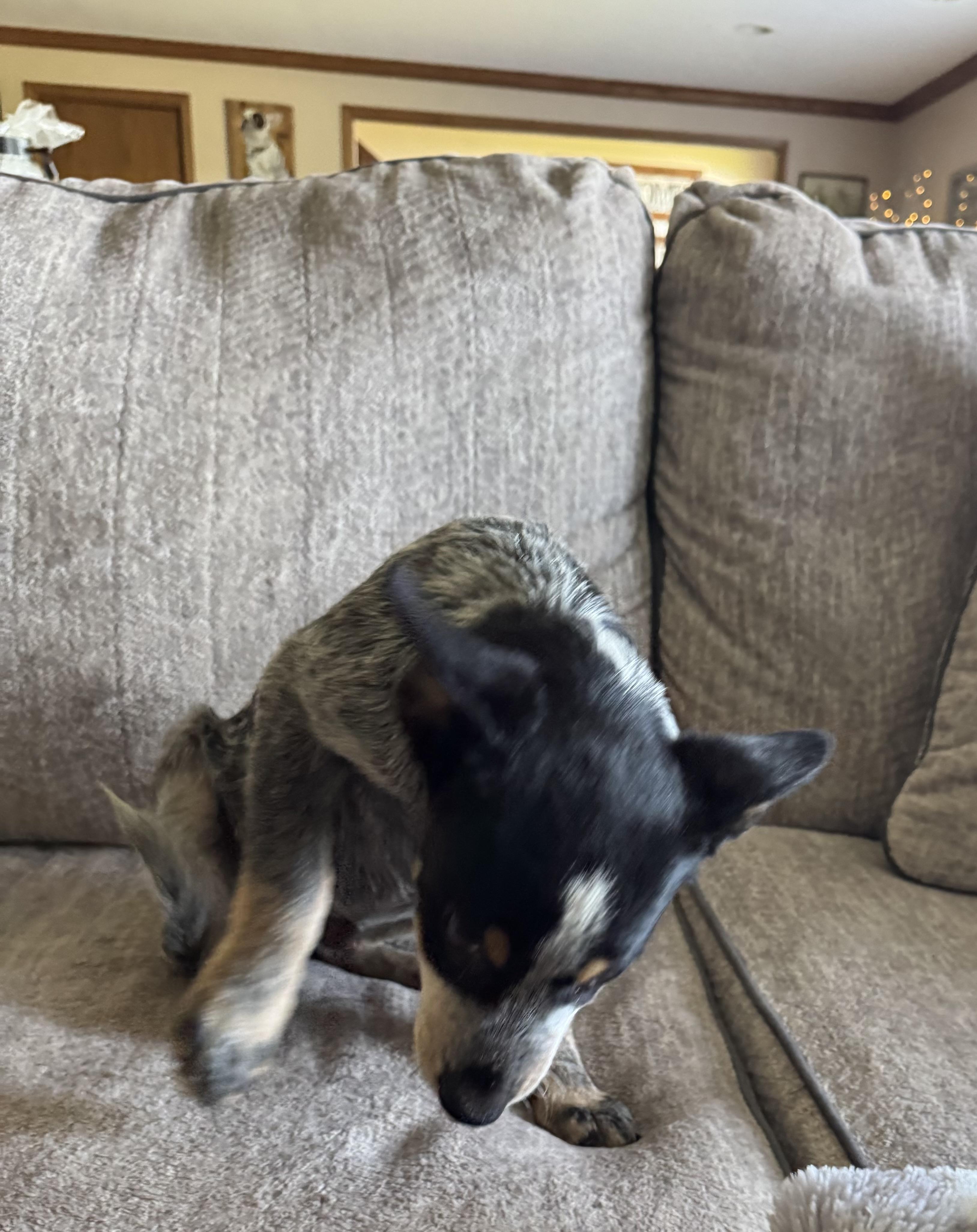 Enlarge Josh, a Adoptable Australian Cattle Dog / Blue Heeler in North Freedom, WI image 3/4