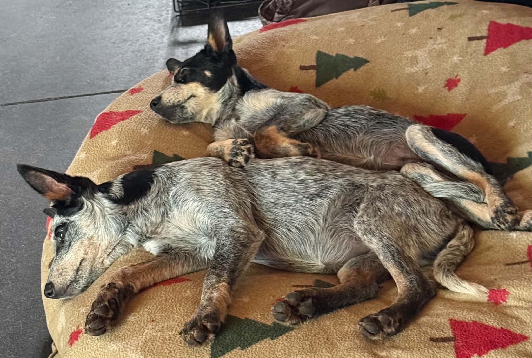Enlarge Josh, a Adoptable Australian Cattle Dog / Blue Heeler in North Freedom, WI image 4/4