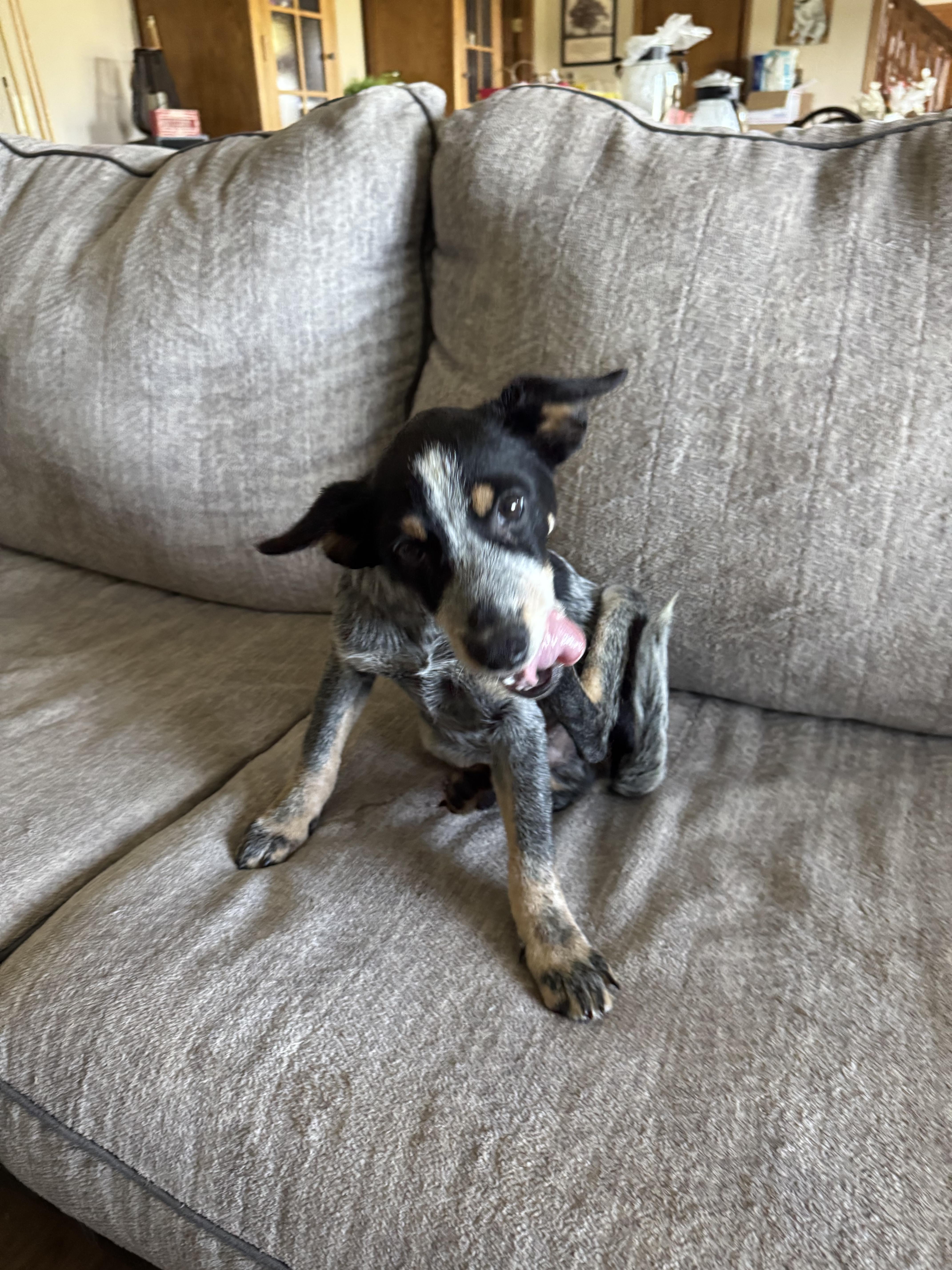 Josh, Adoptable, Puppy Male Australian Cattle Dog / Blue Heeler.