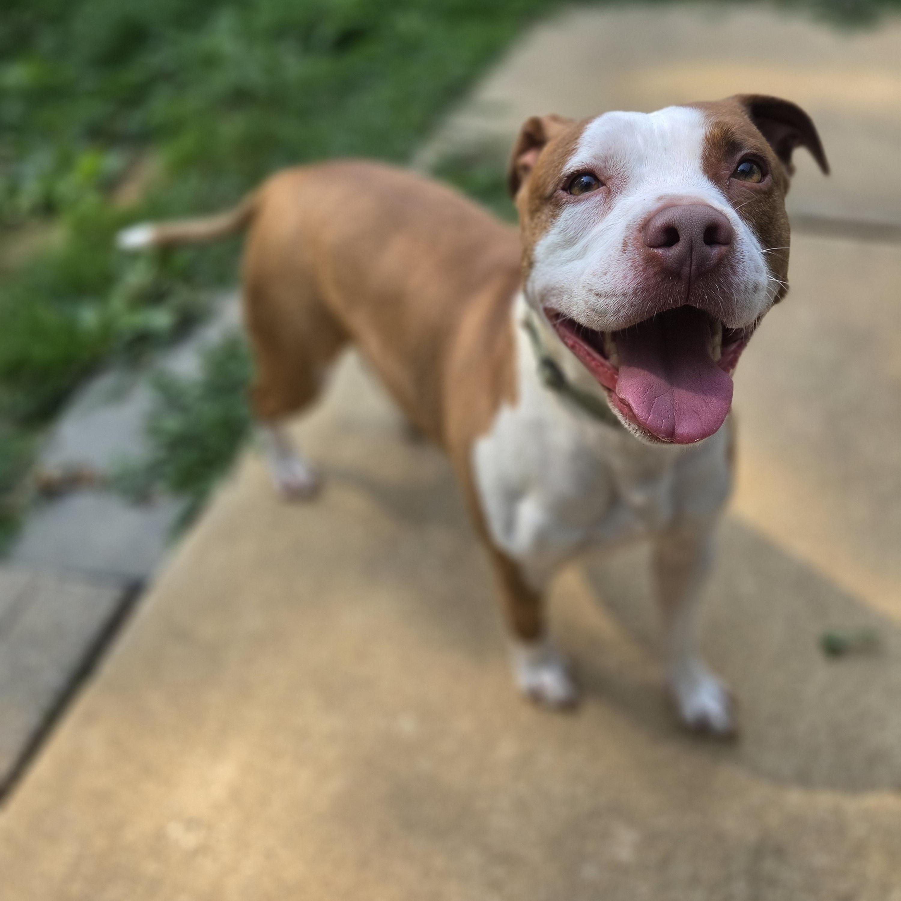 Andy, ADOPTABLE, Adult Male American Staffordshire Terrier.