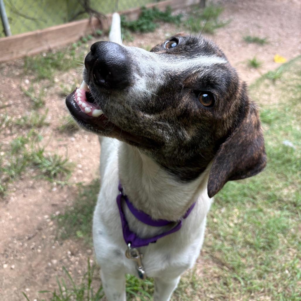 Doublemint, Adoptable, Adult Female Great Pyrenees & Greyhound.
