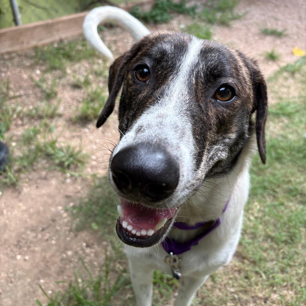 Enlarge Doublemint, a Adoptable mixed breed in Austin, TX image 2/6