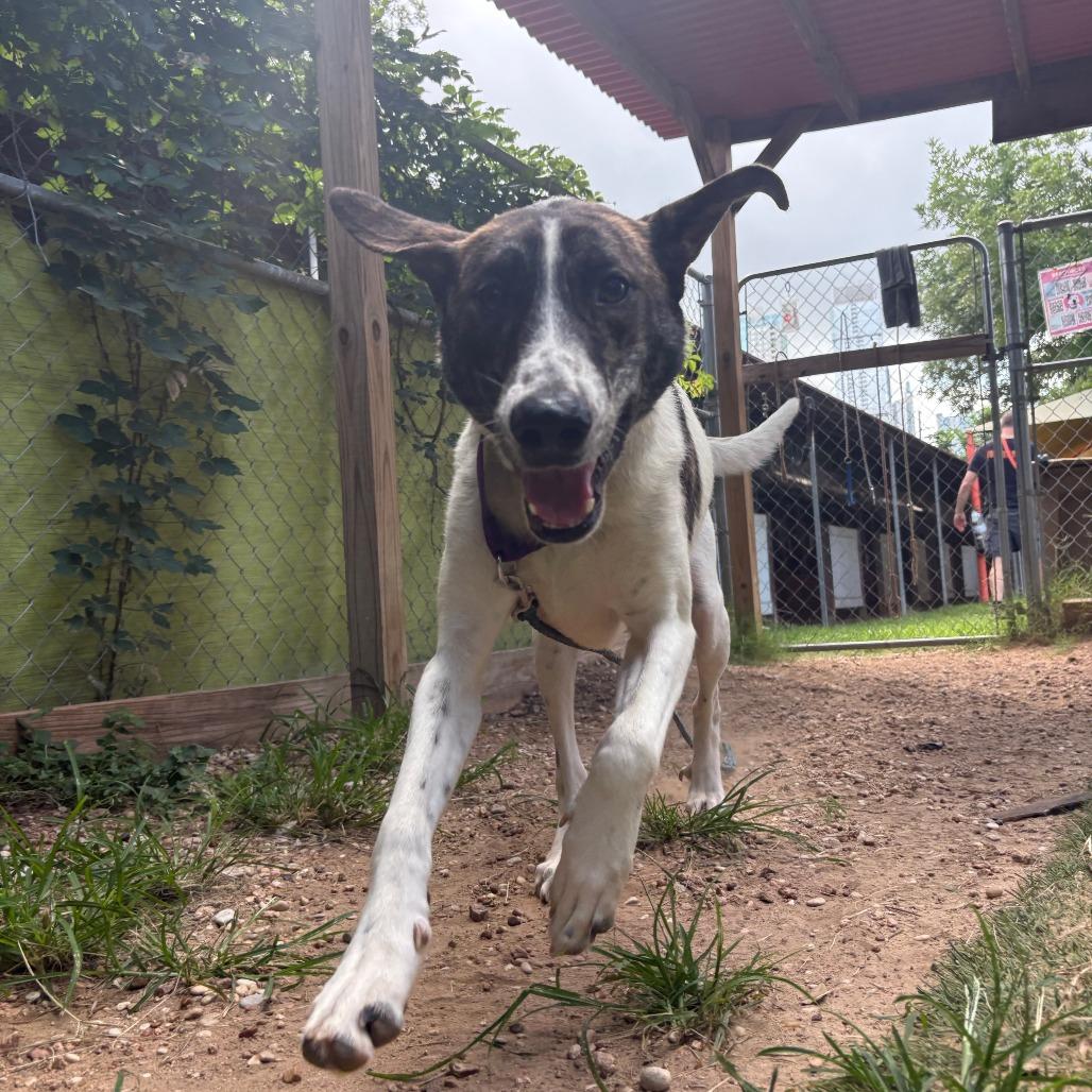 Enlarge Doublemint, a Adoptable mixed breed in Austin, TX image 3/6