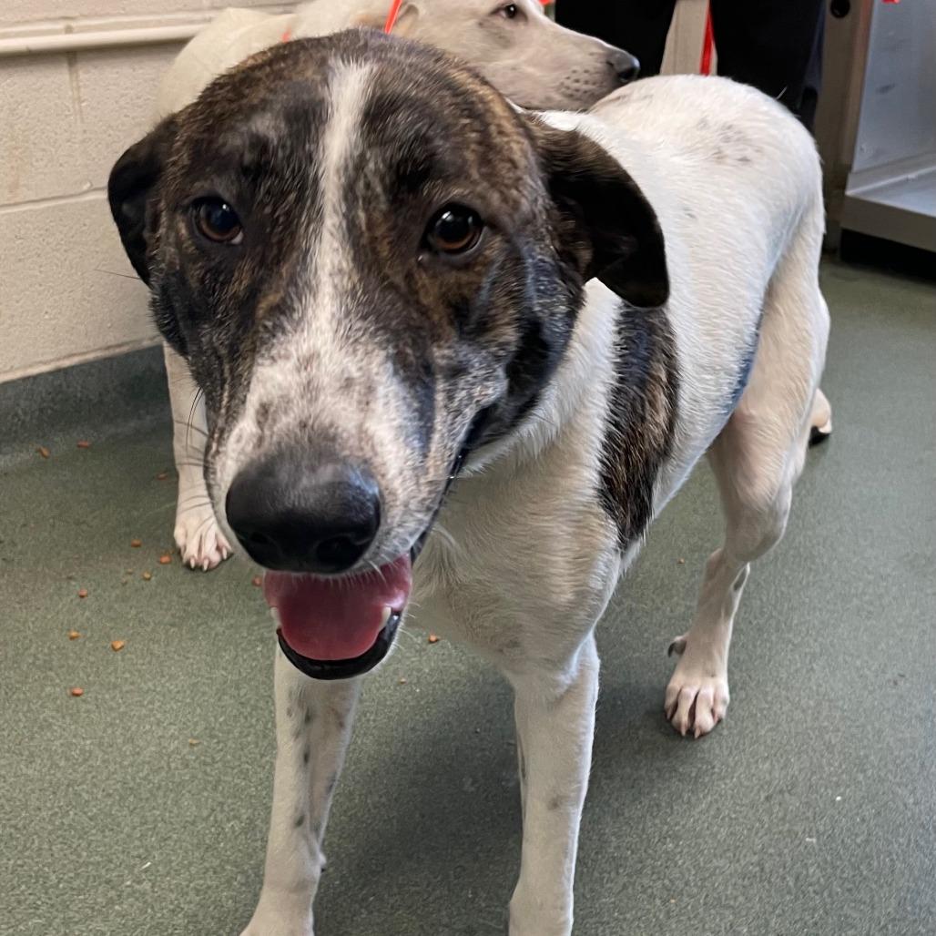 Enlarge Doublemint, a Adoptable mixed breed in Austin, TX image 4/6