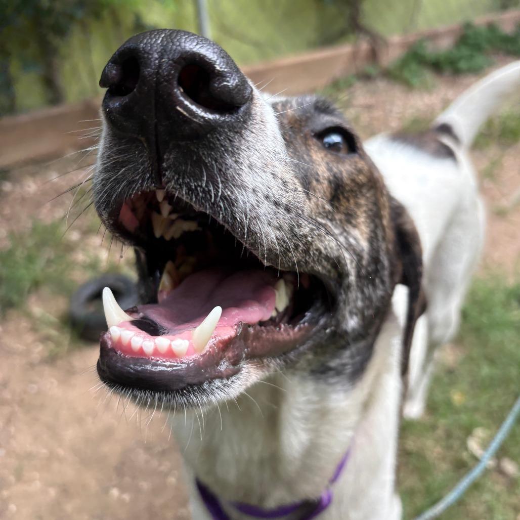 Enlarge Doublemint, a Adoptable mixed breed in Austin, TX image 5/6