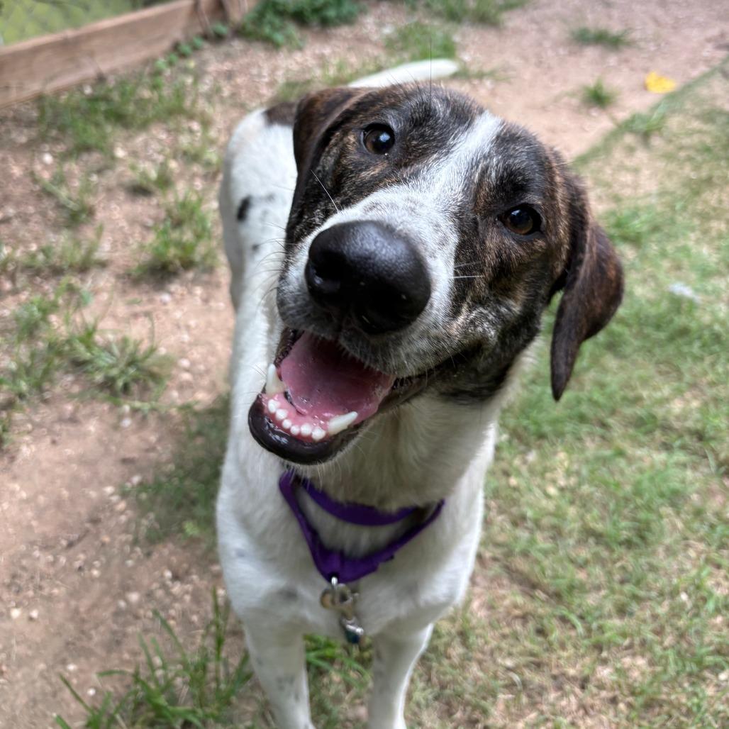 Enlarge Doublemint, a Adoptable mixed breed in Austin, TX image 6/6