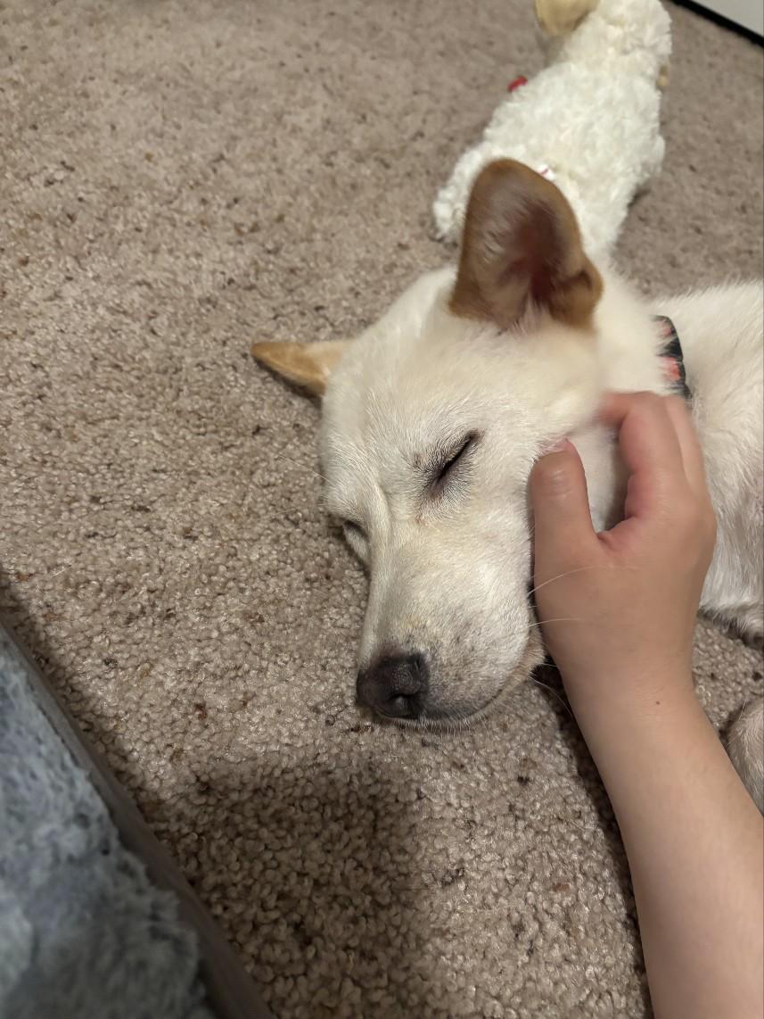 Enlarge BOSSA2, a Adoptable Jindo in Centreville, VA image 2/3
