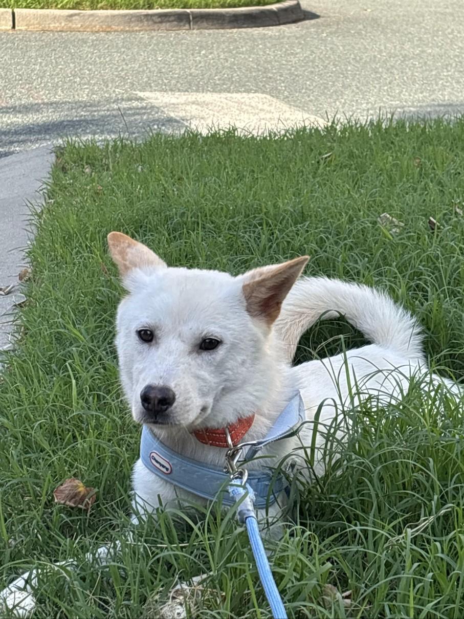 BOSSA2, Adoptable, Young Male Jindo.