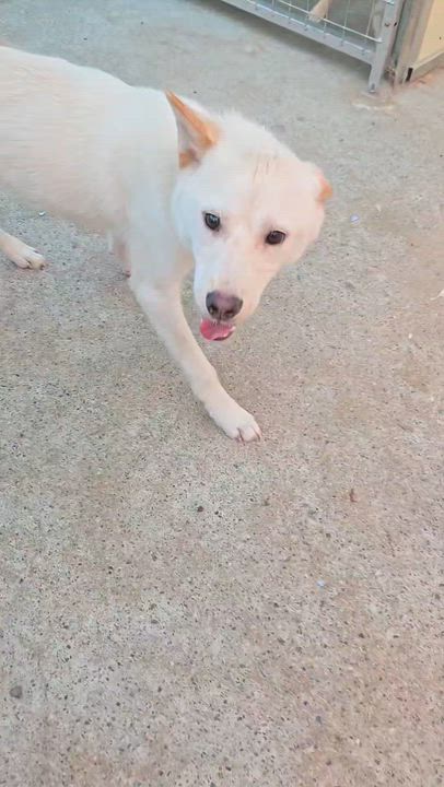 Enlarge BOSSA2, a Adoptable Jindo in Centreville, VA video 3/3