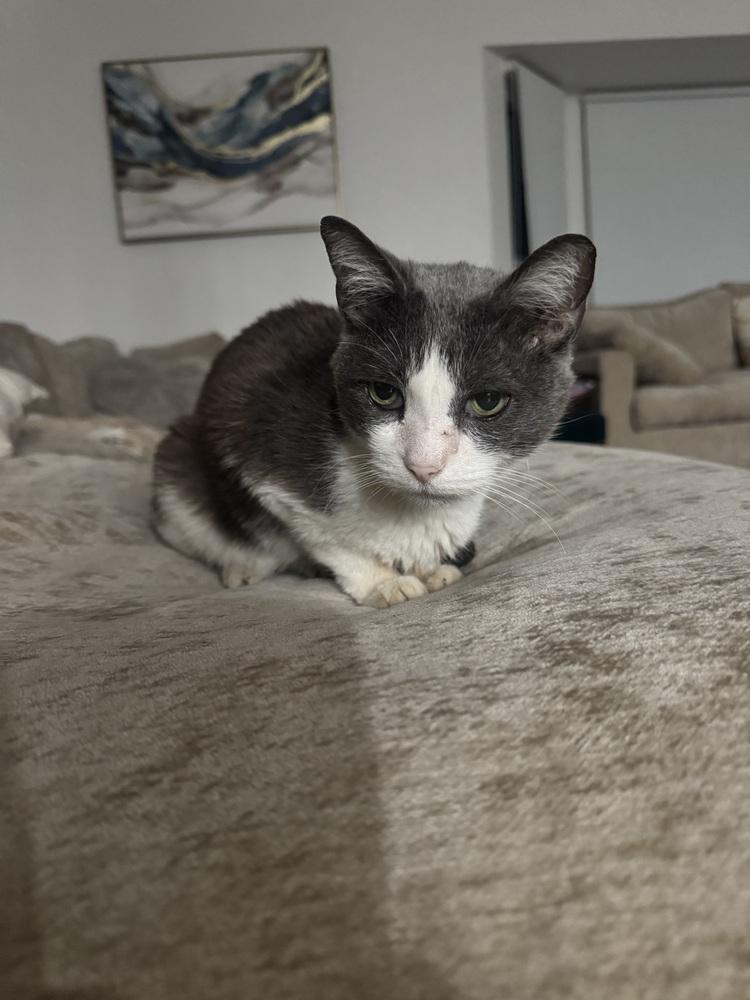 Enlarge Kace, a Adoptable mixed breed in los angeles, CA image 2/6