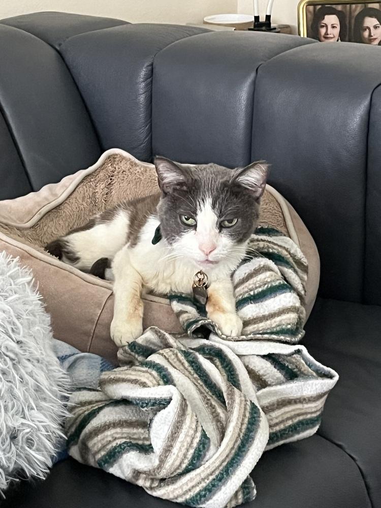 Enlarge Kace, a Adoptable mixed breed in los angeles, CA image 3/6