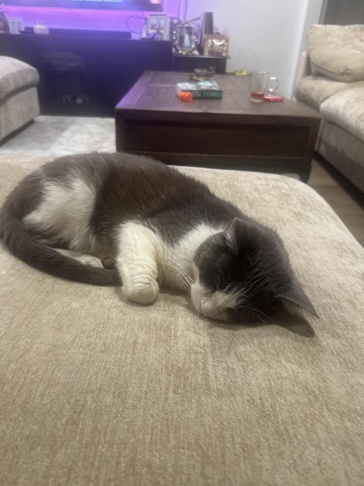 Enlarge Kace, a Adoptable mixed breed in los angeles, CA image 4/6