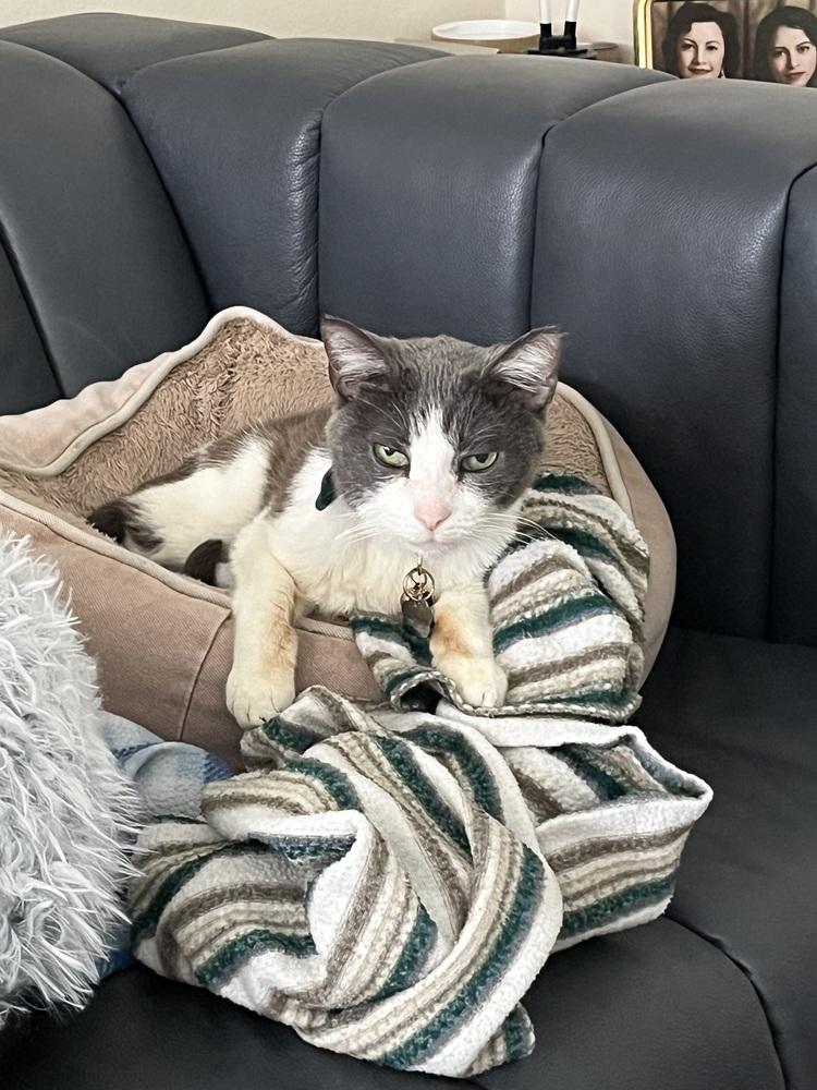 Enlarge Kace, a Adoptable mixed breed in los angeles, CA image 5/6