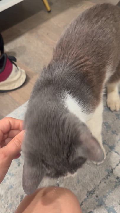 Enlarge Kace, a Adoptable mixed breed in los angeles, CA video 6/6