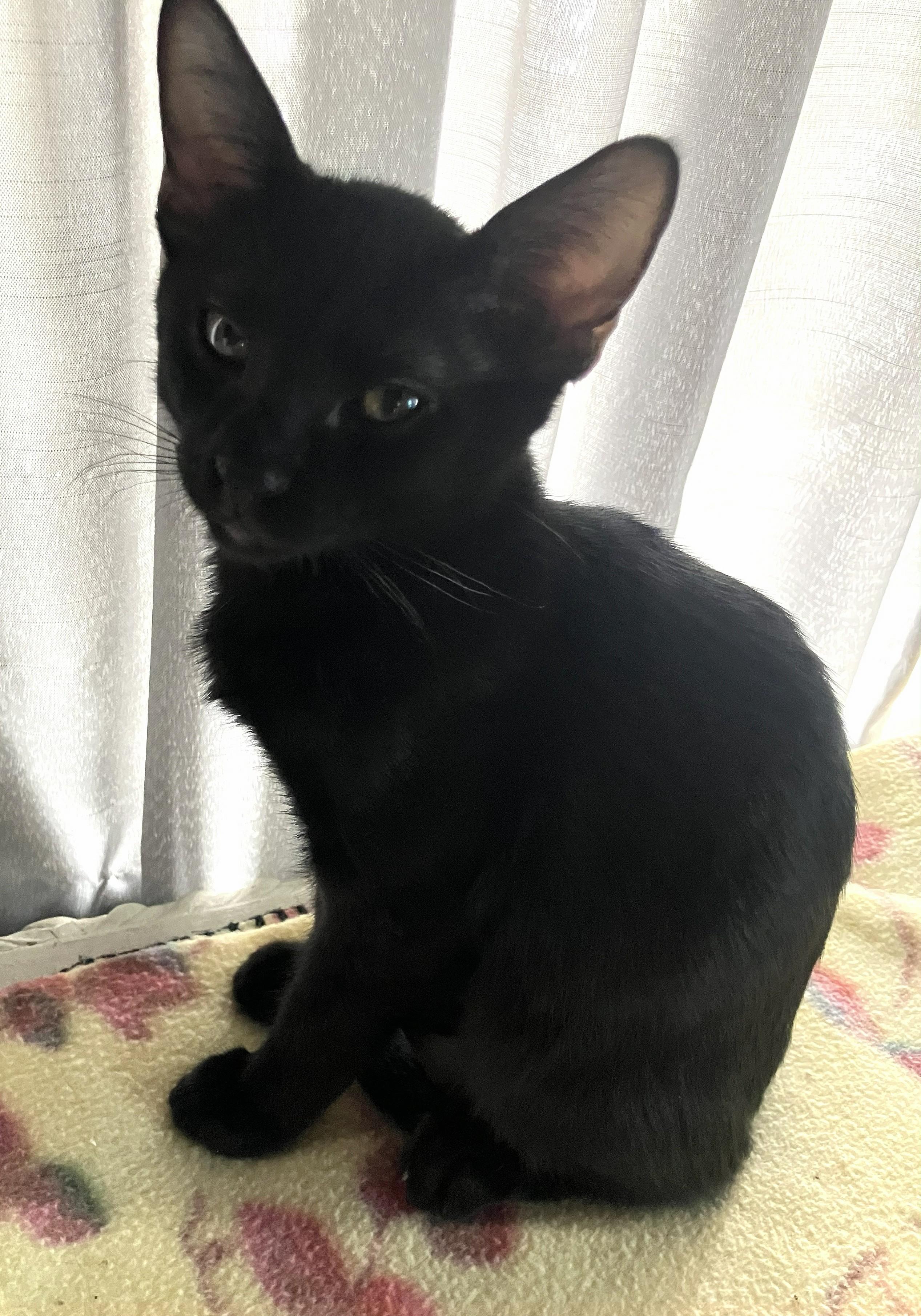 Enlarge Echo — A Handsome Little Shadow, a Adoptable Domestic Short Hair in Prescott, AZ image 2/2
