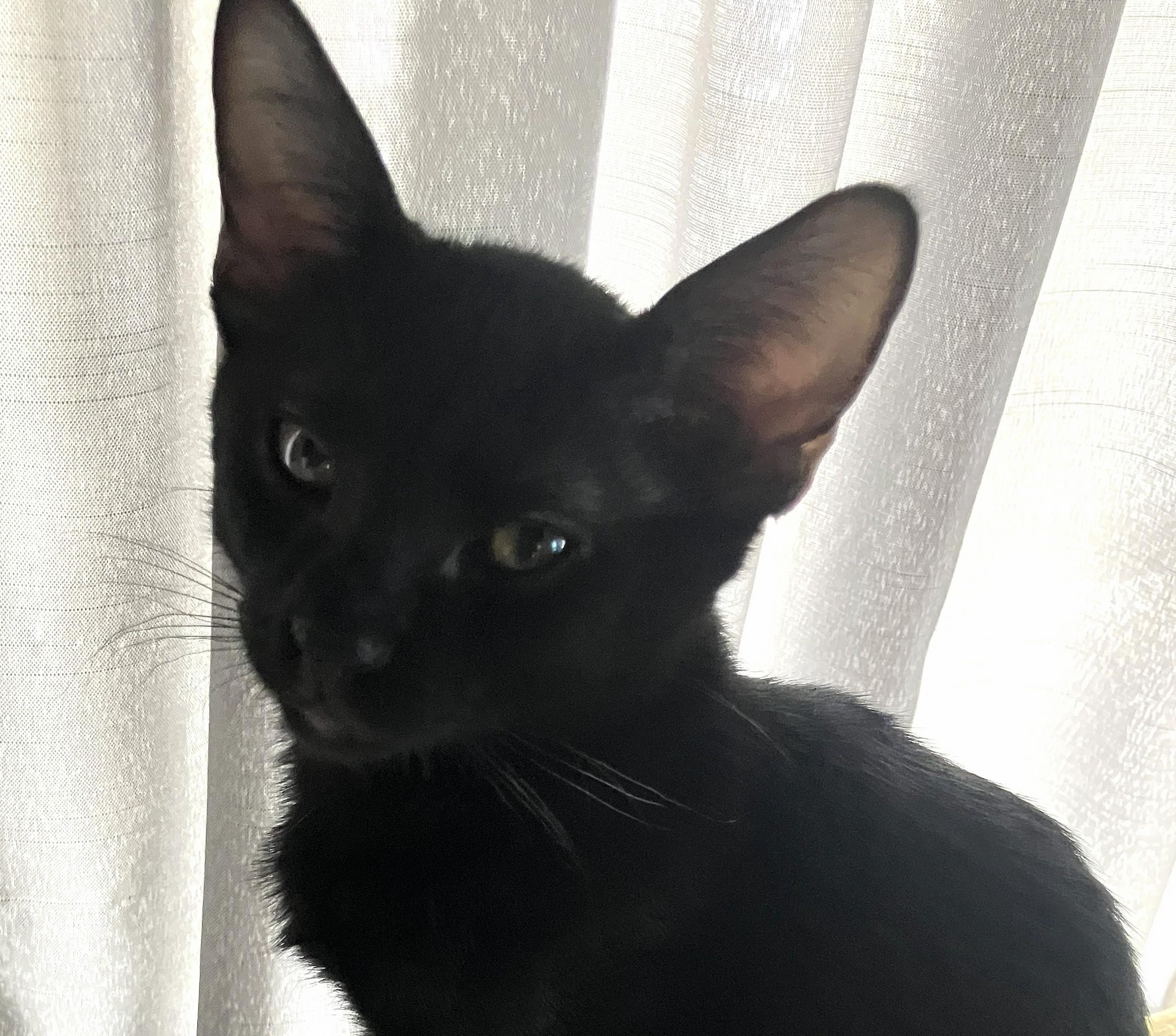 Echo — A Handsome Little Shadow, Adoptable, Kitten Male Domestic Short Hair.