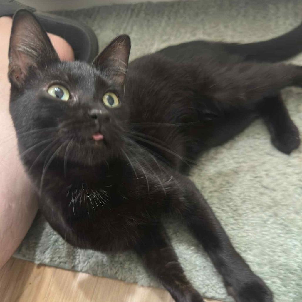 Circe, Adoptable, Young Female Domestic Short Hair.