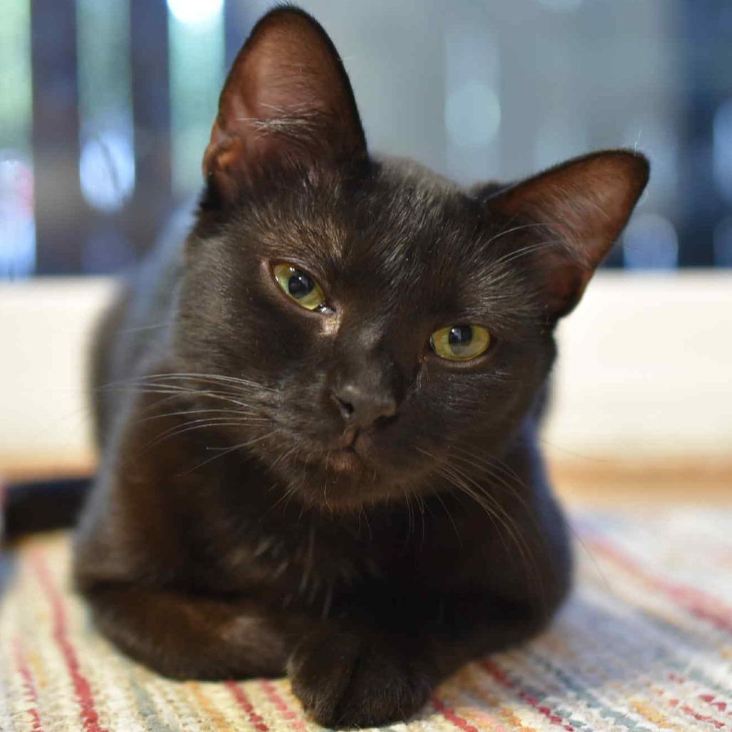 Enlarge Circe, a Adoptable Domestic Short Hair in Jacksonville, OR image 2/6