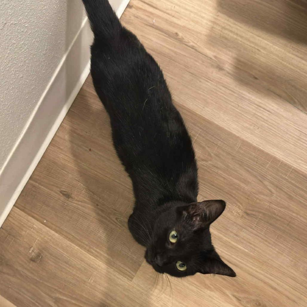 Enlarge Circe, a Adoptable Domestic Short Hair in Jacksonville, OR image 3/6