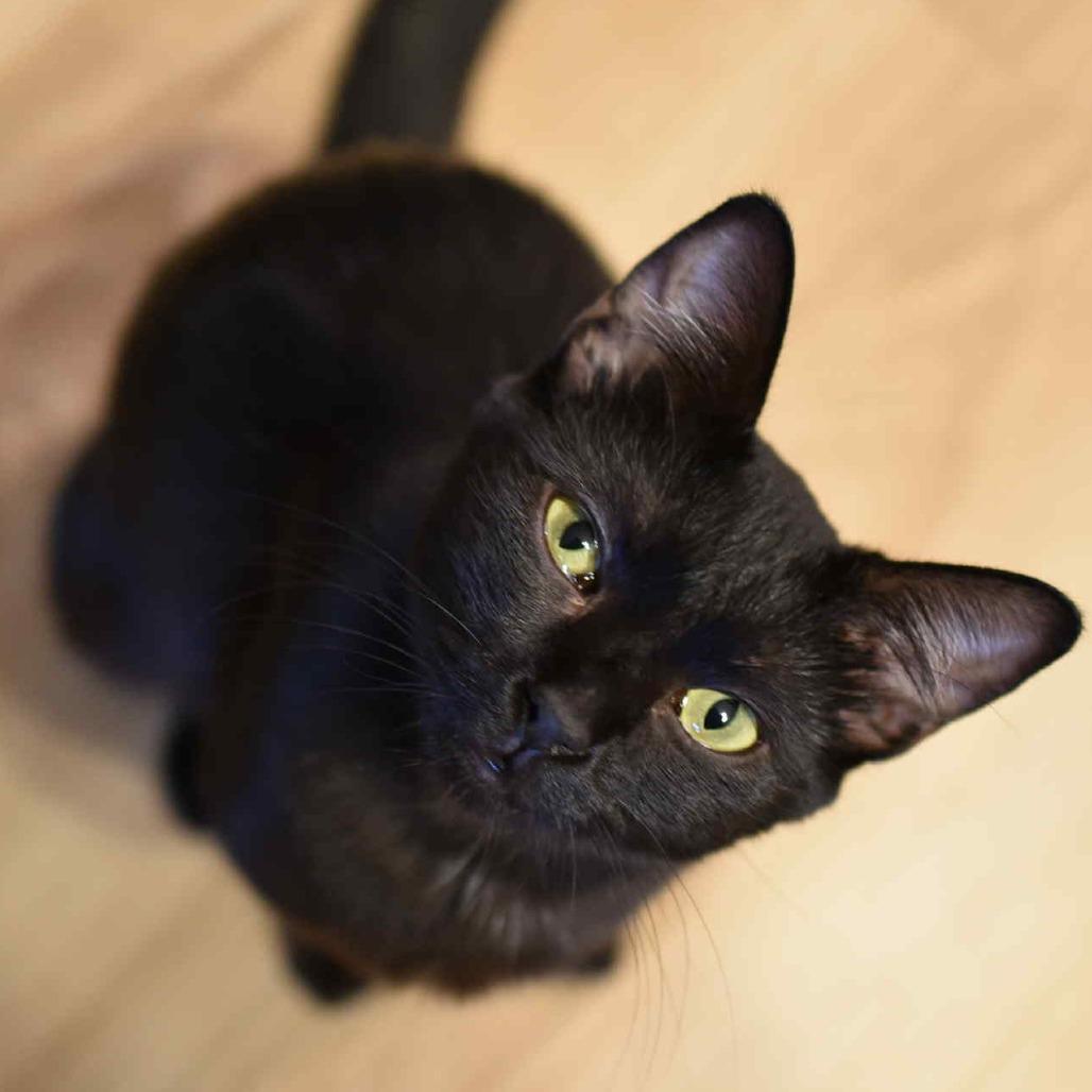 Enlarge Circe, a Adoptable Domestic Short Hair in Jacksonville, OR image 4/6