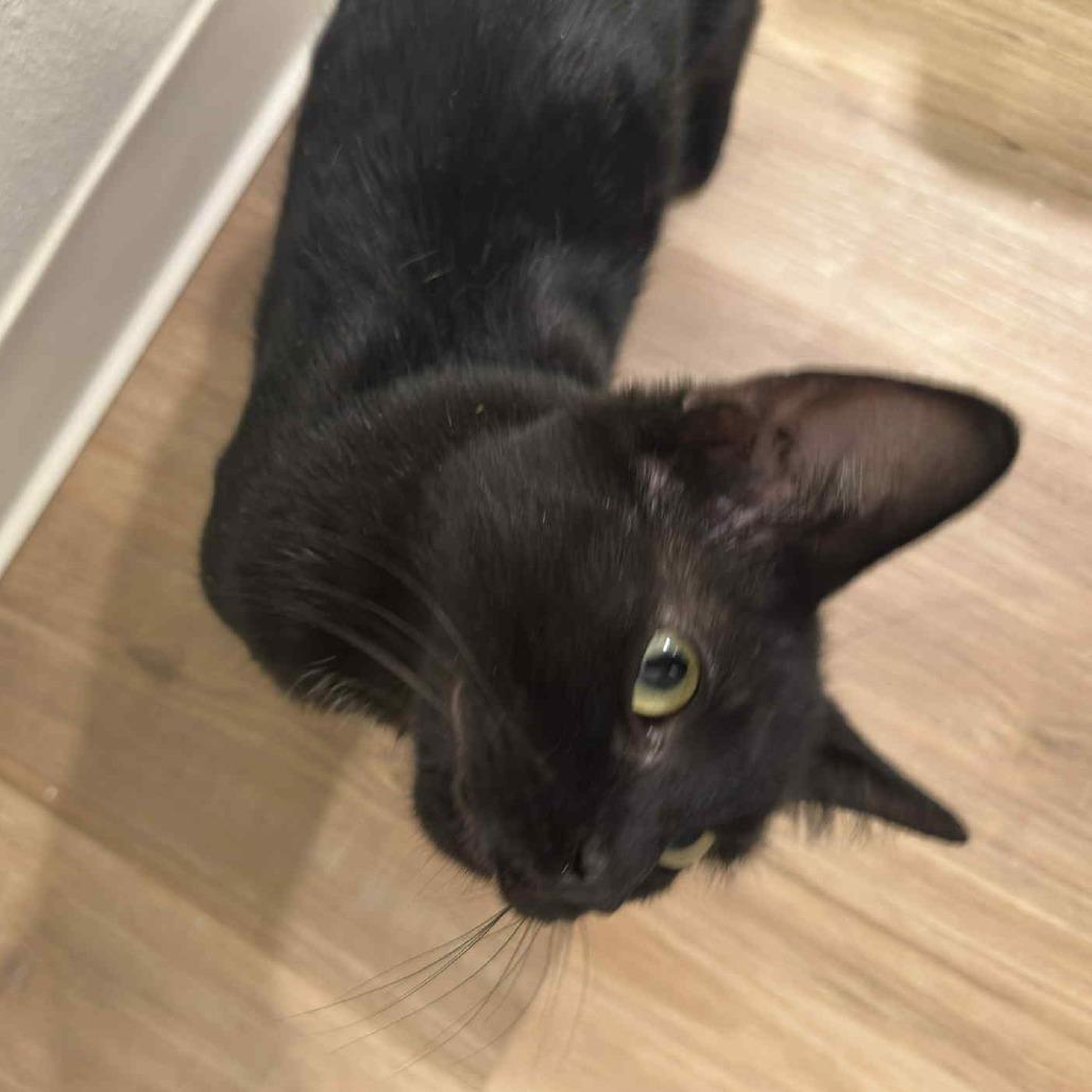 Enlarge Circe, a Adoptable Domestic Short Hair in Jacksonville, OR image 5/6