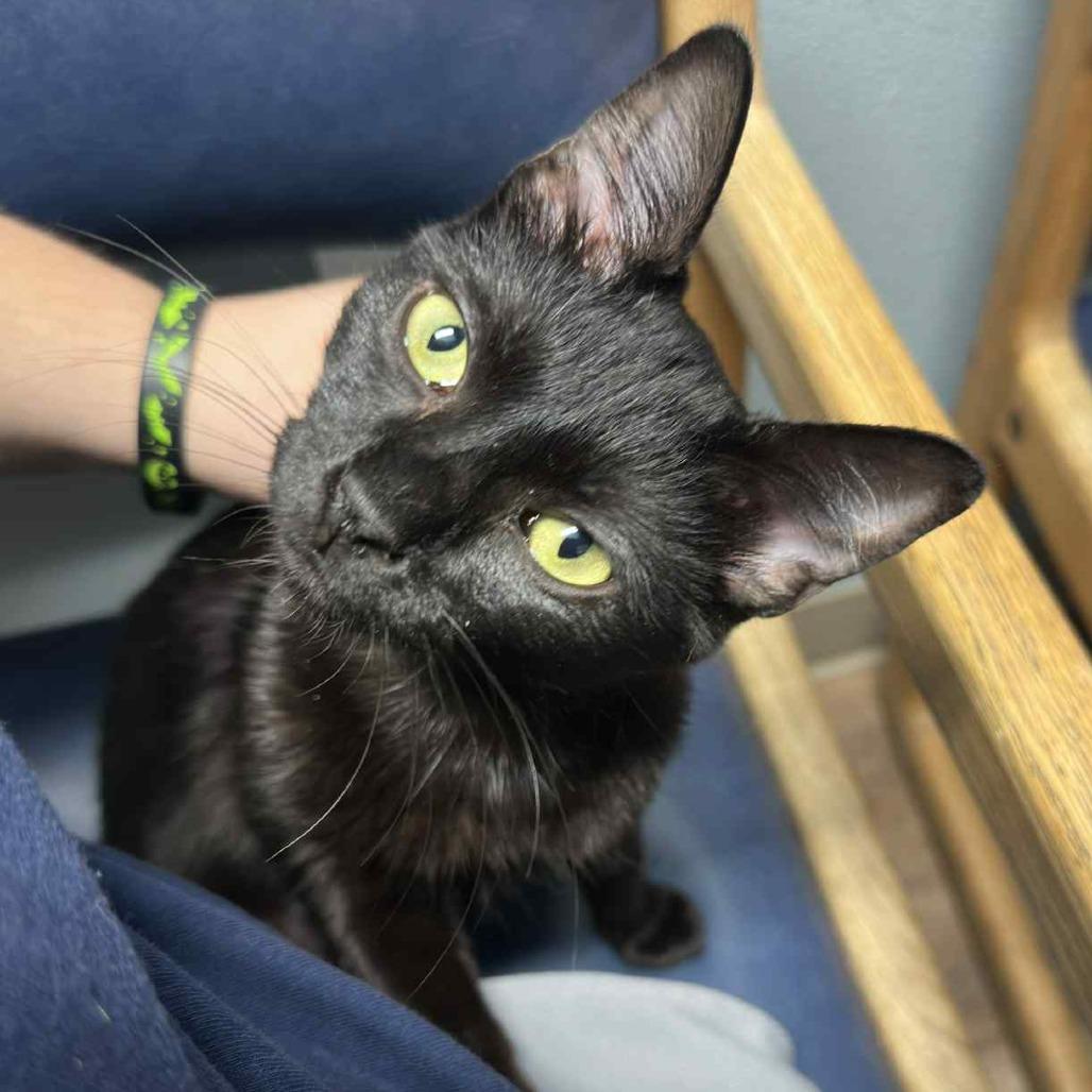 Enlarge Circe, a Adoptable Domestic Short Hair in Jacksonville, OR image 6/6