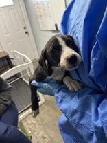 Slade, a ADOPTABLE Mixed Breed in Georgetown, SC image 2/2