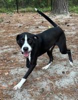 Slade, ADOPTABLE, Puppy Male Mixed Breed.