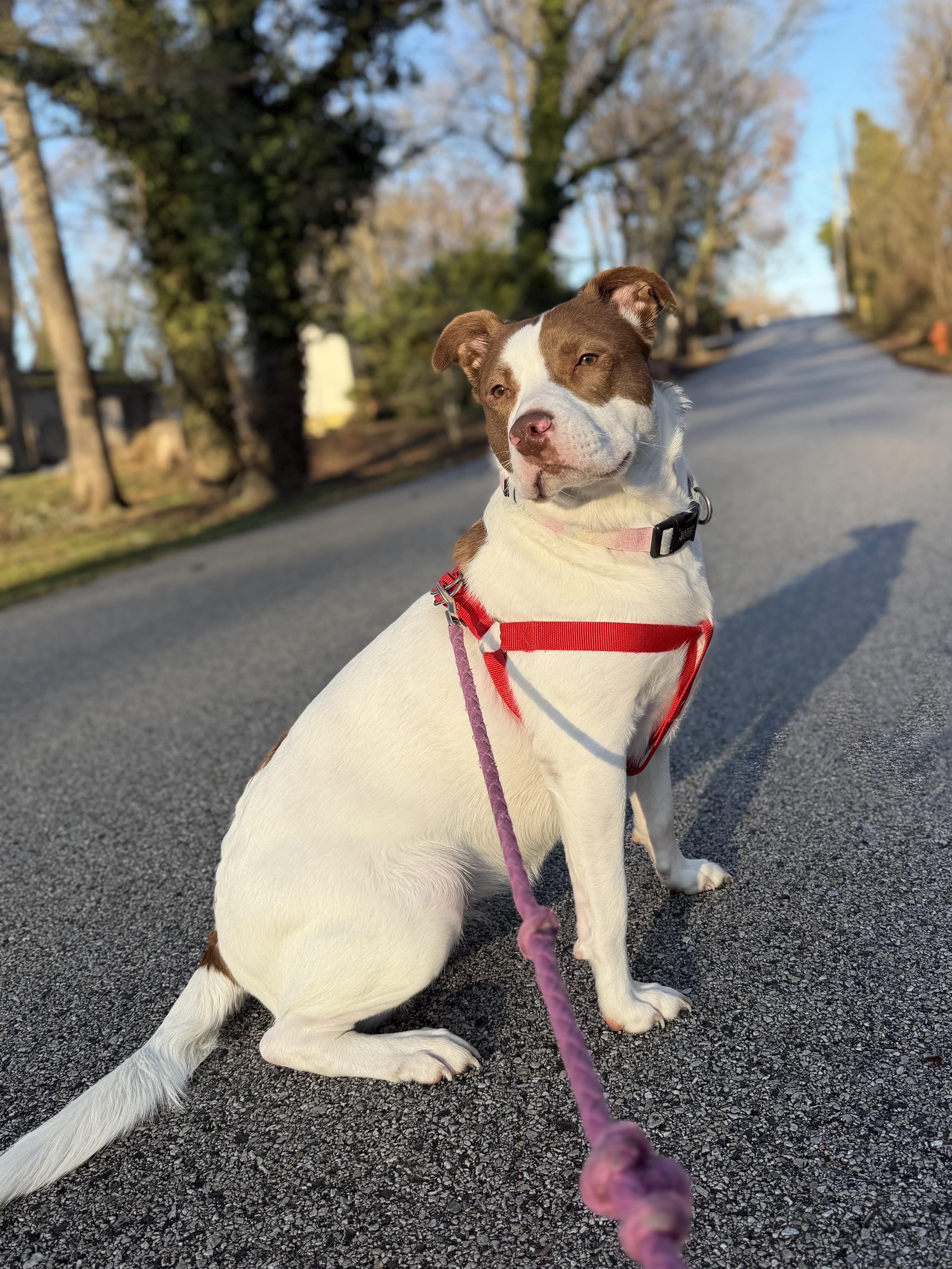 Tina, adopted, Adult Female Labrador Retriever & Pit Bull Terrier.
