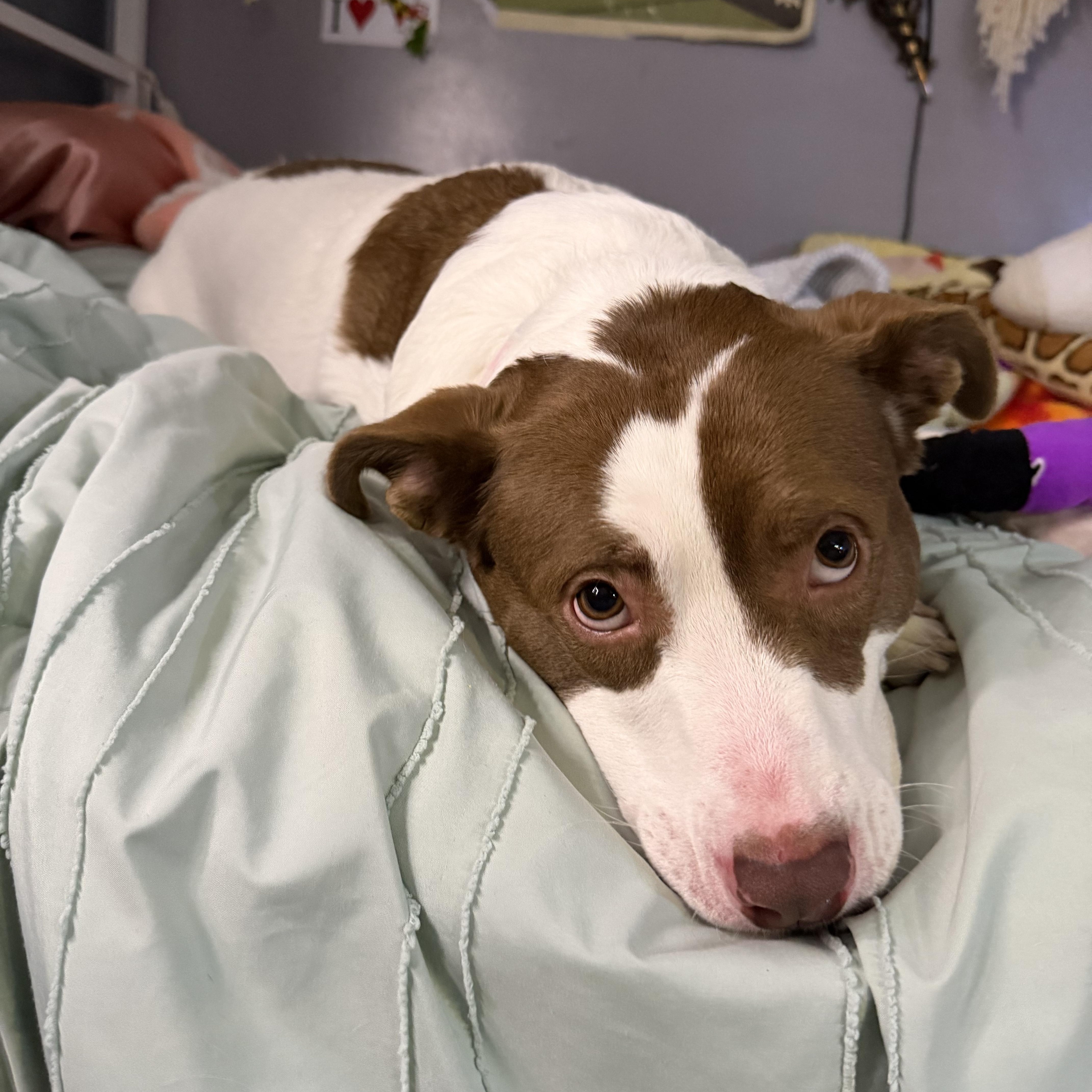 Enlarge Tina, a Adoptable mixed breed in Essex, MD image 1/5