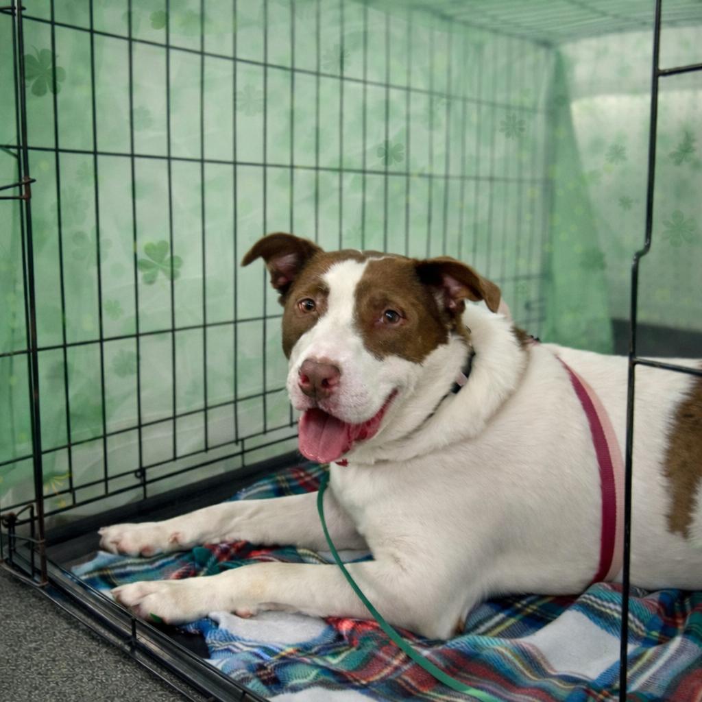 Enlarge Tina, an adopted mixed breed in Essex, MD image 2/6