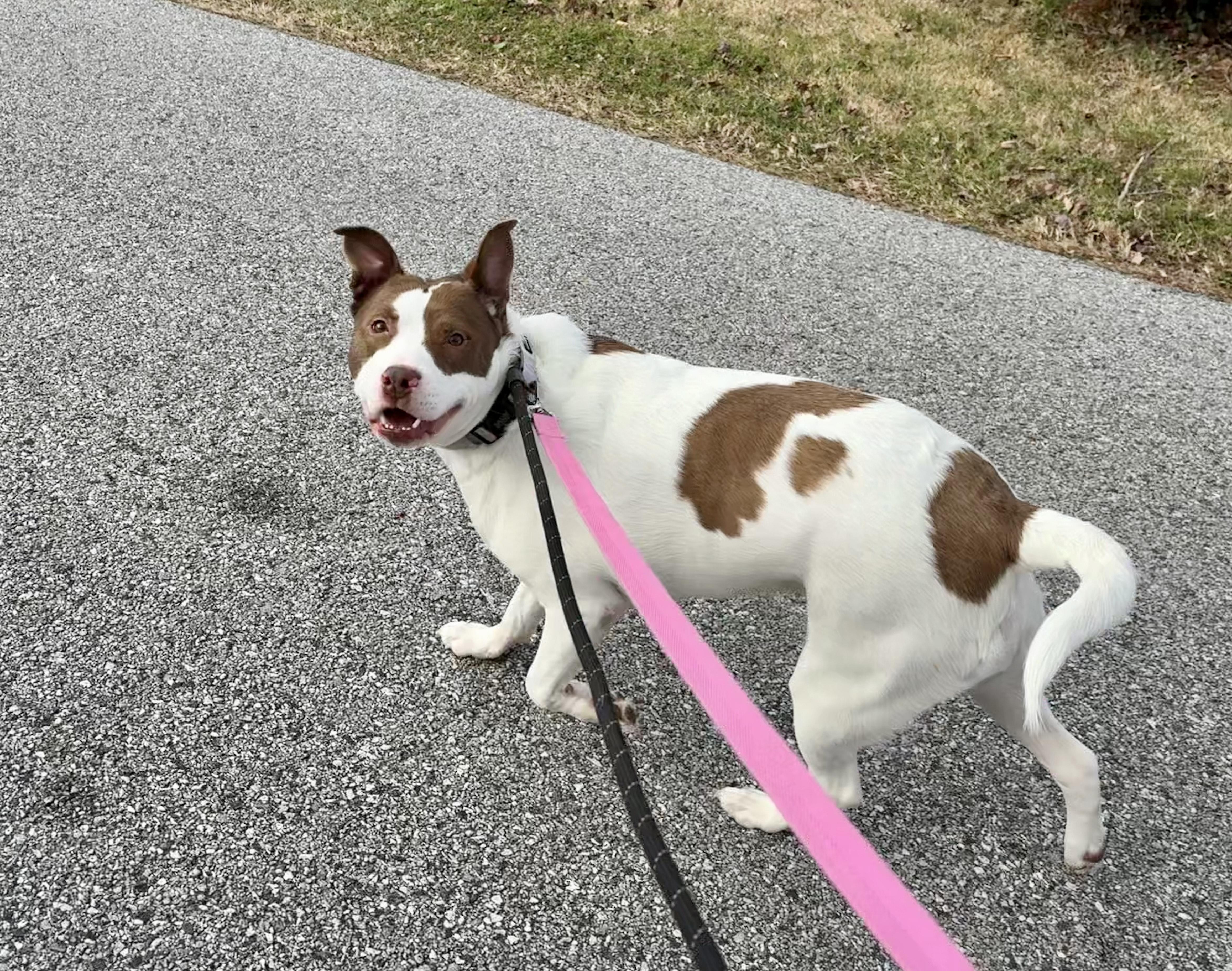 Enlarge Tina, a Adoptable mixed breed in Essex, MD image 2/5
