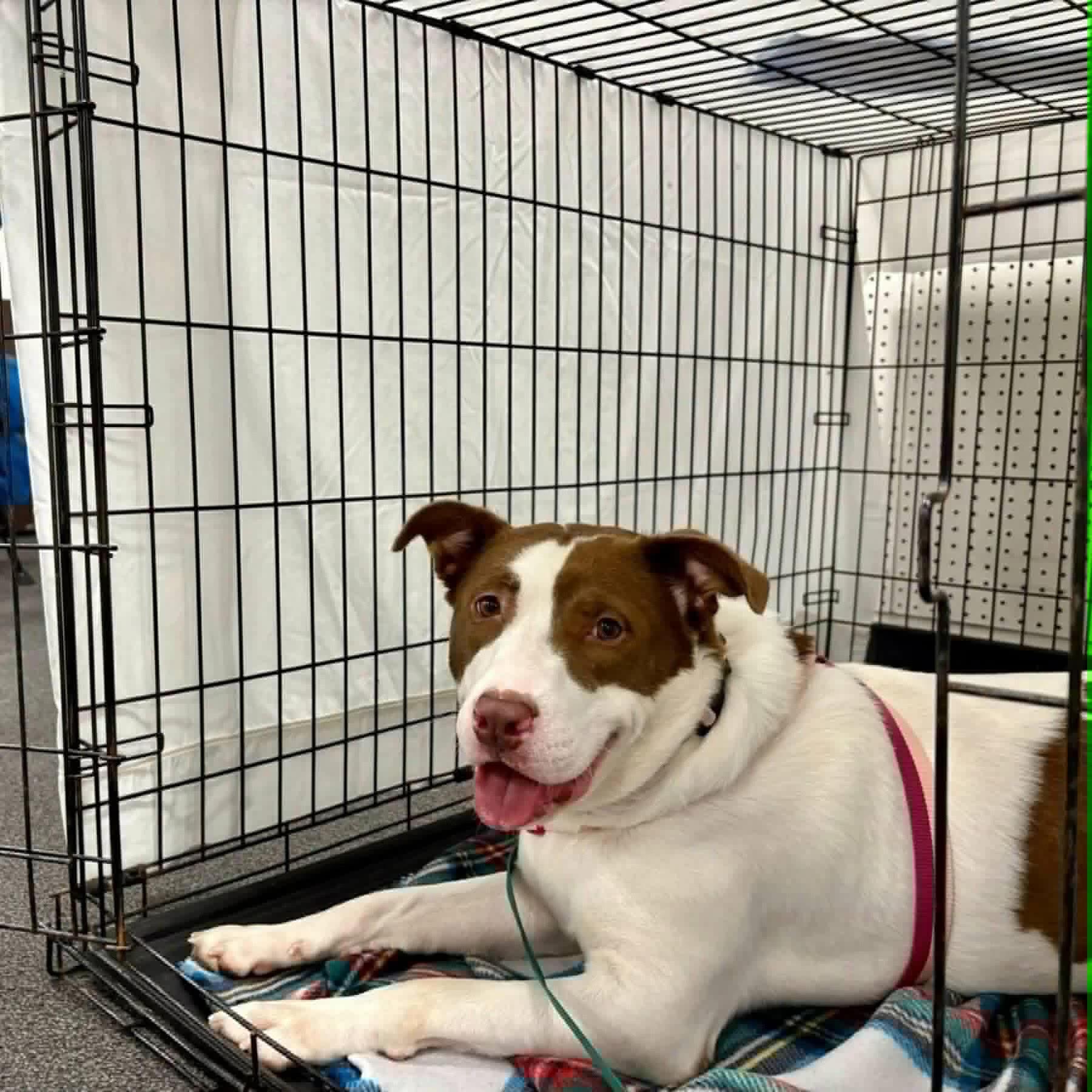 Enlarge Tina, a Adoptable mixed breed in Essex, MD image 3/5