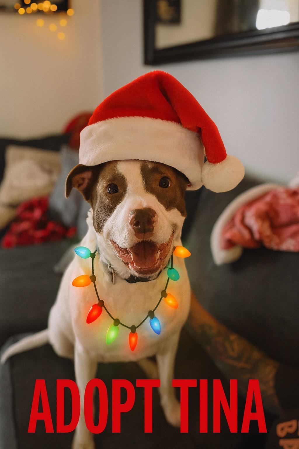 Enlarge Tina, a Adoptable mixed breed in Essex, MD image 4/5