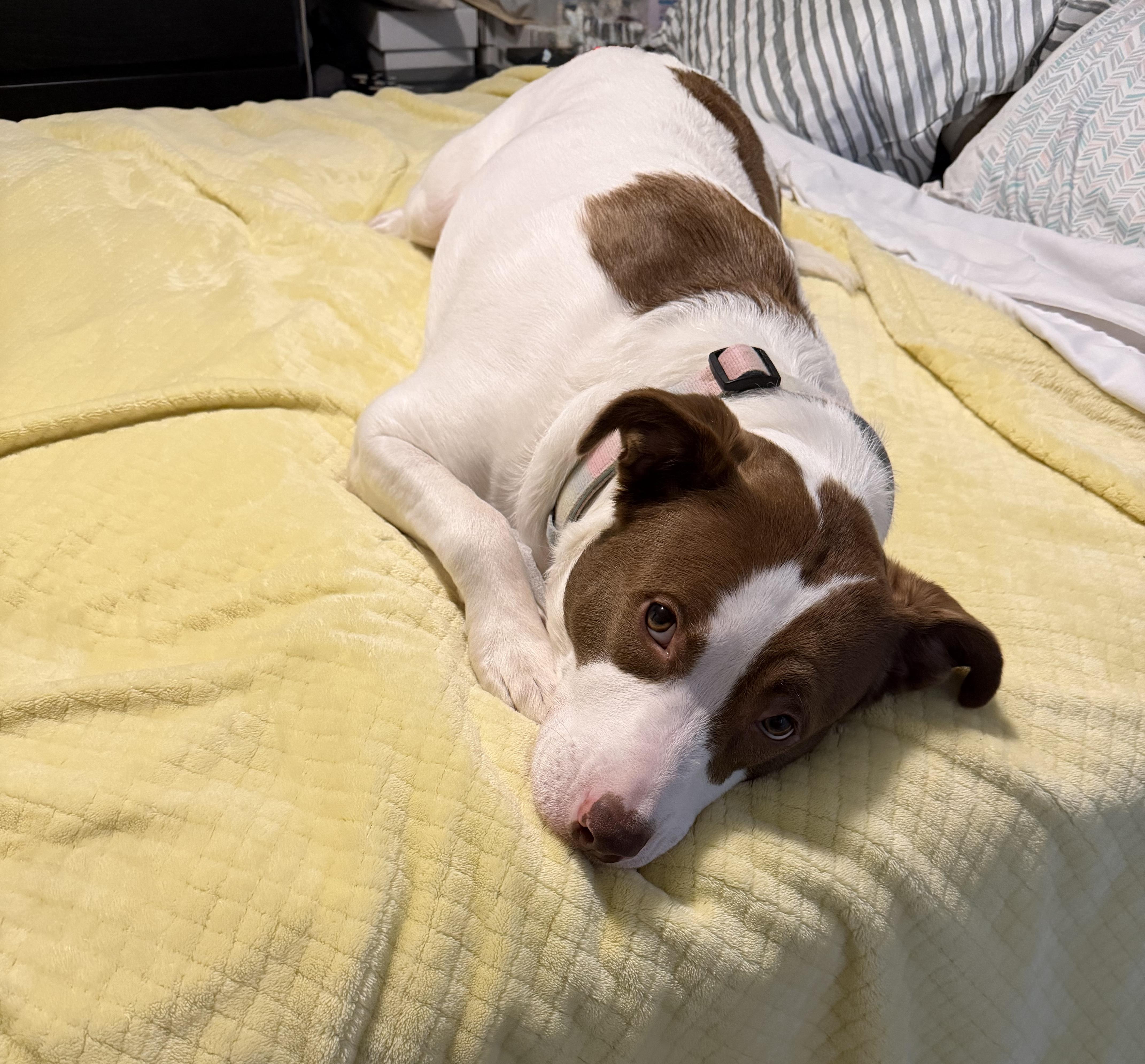 Enlarge Tina, an adopted mixed breed in Essex, MD image 4/6