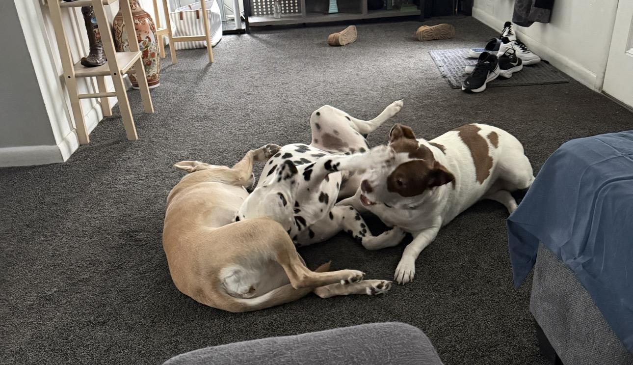 Enlarge Tina, an adopted mixed breed in Essex, MD image 6/6