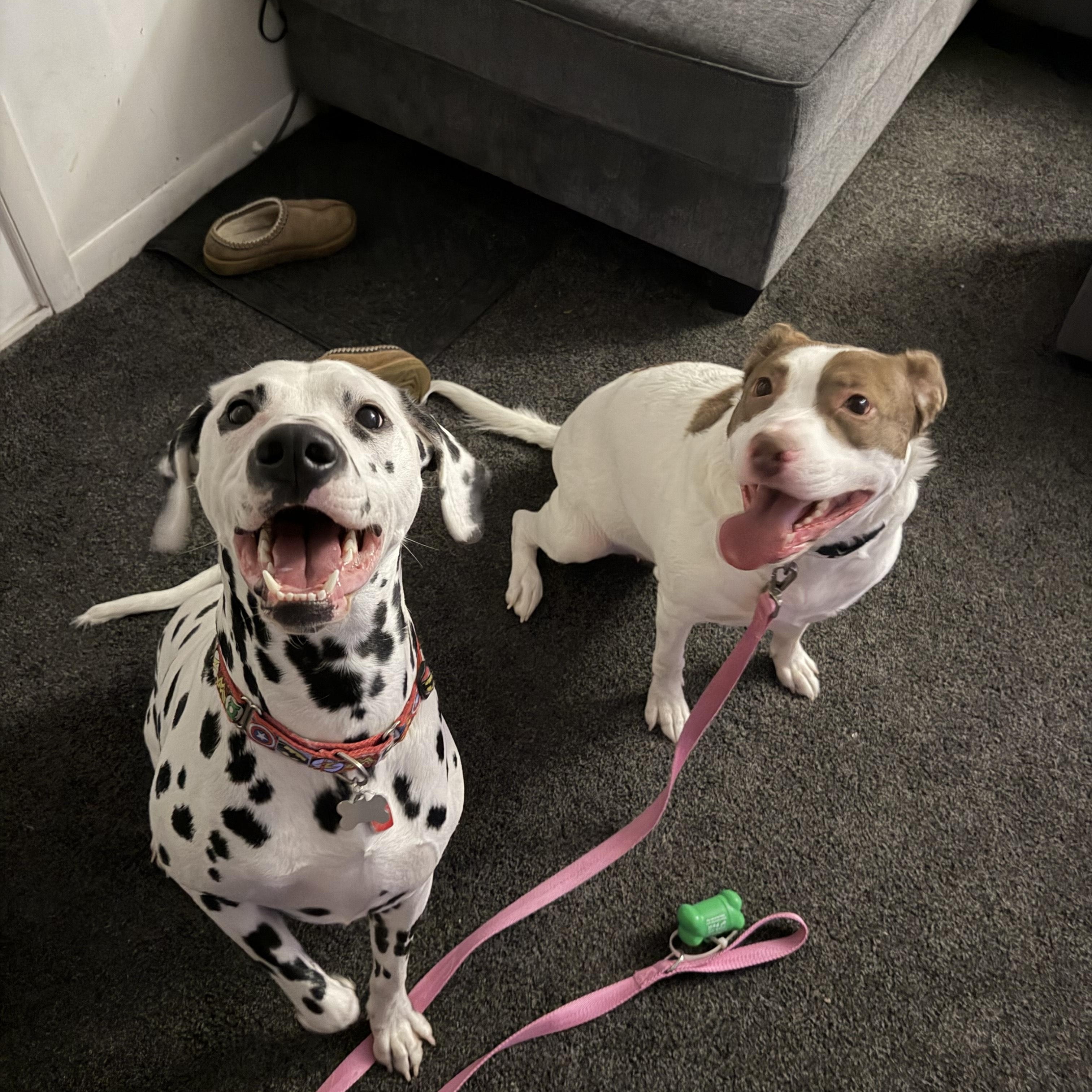 Enlarge Tina, a Adoptable mixed breed in Essex, MD image 5/5