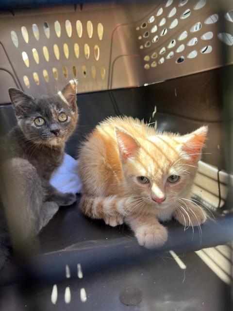 THE WIZARD, Adoptable, Kitten Male Domestic Short Hair.