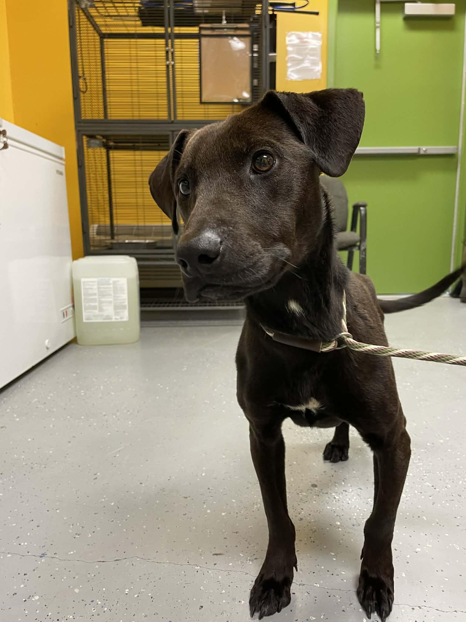 Enlarge Legolas, a ADOPTABLE mixed breed in Bishopville, SC image 1/5