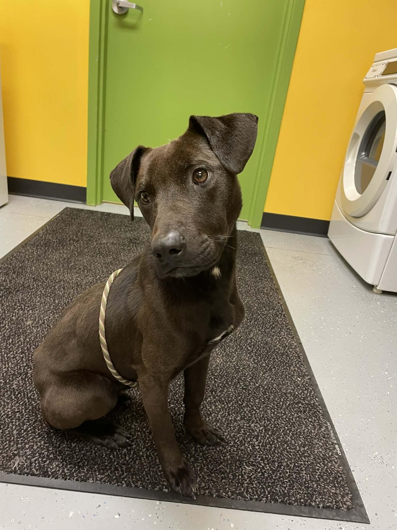 Enlarge Legolas, a ADOPTABLE mixed breed in Bishopville, SC image 3/5